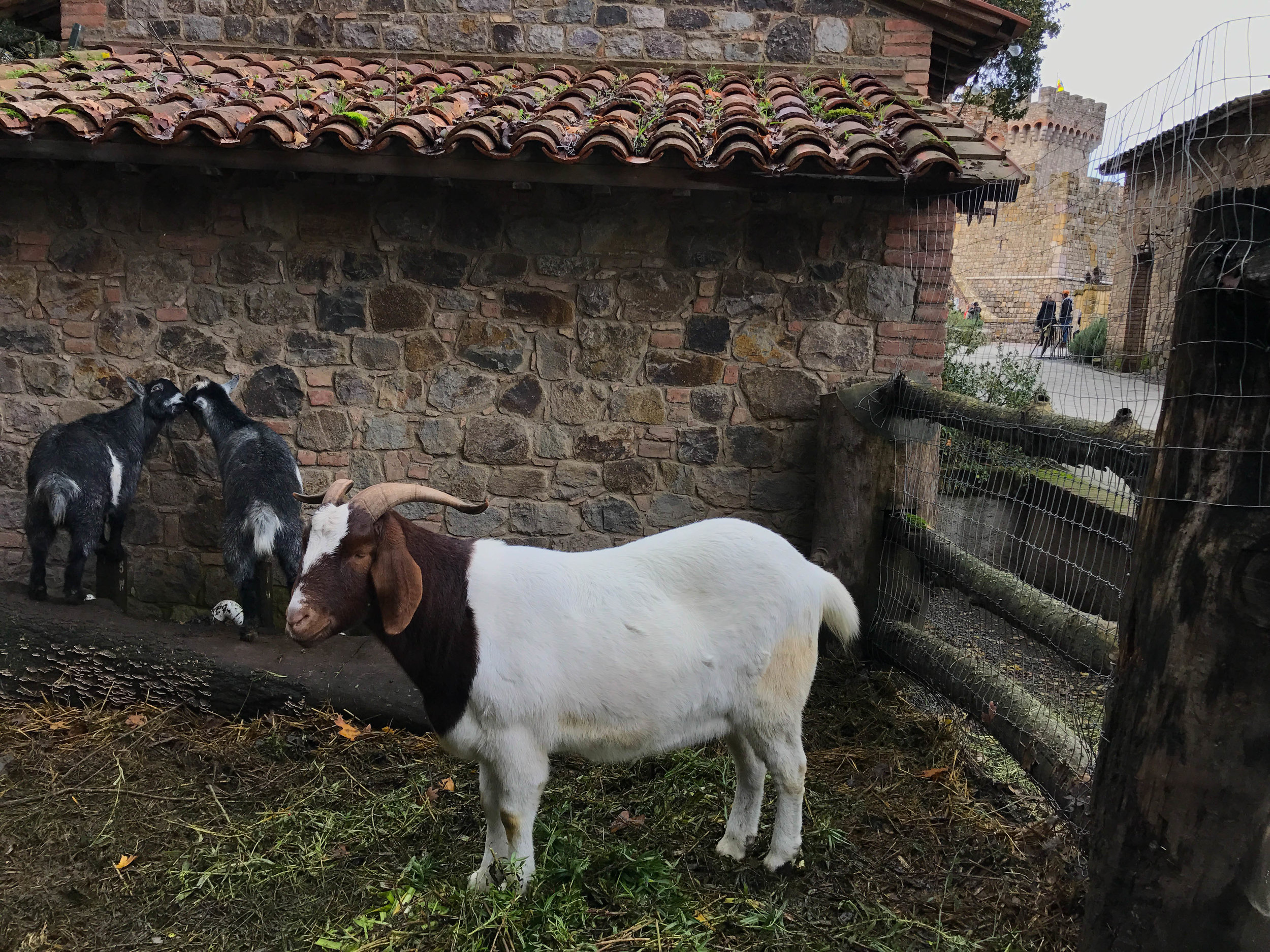 Castello Di Amorosa goats