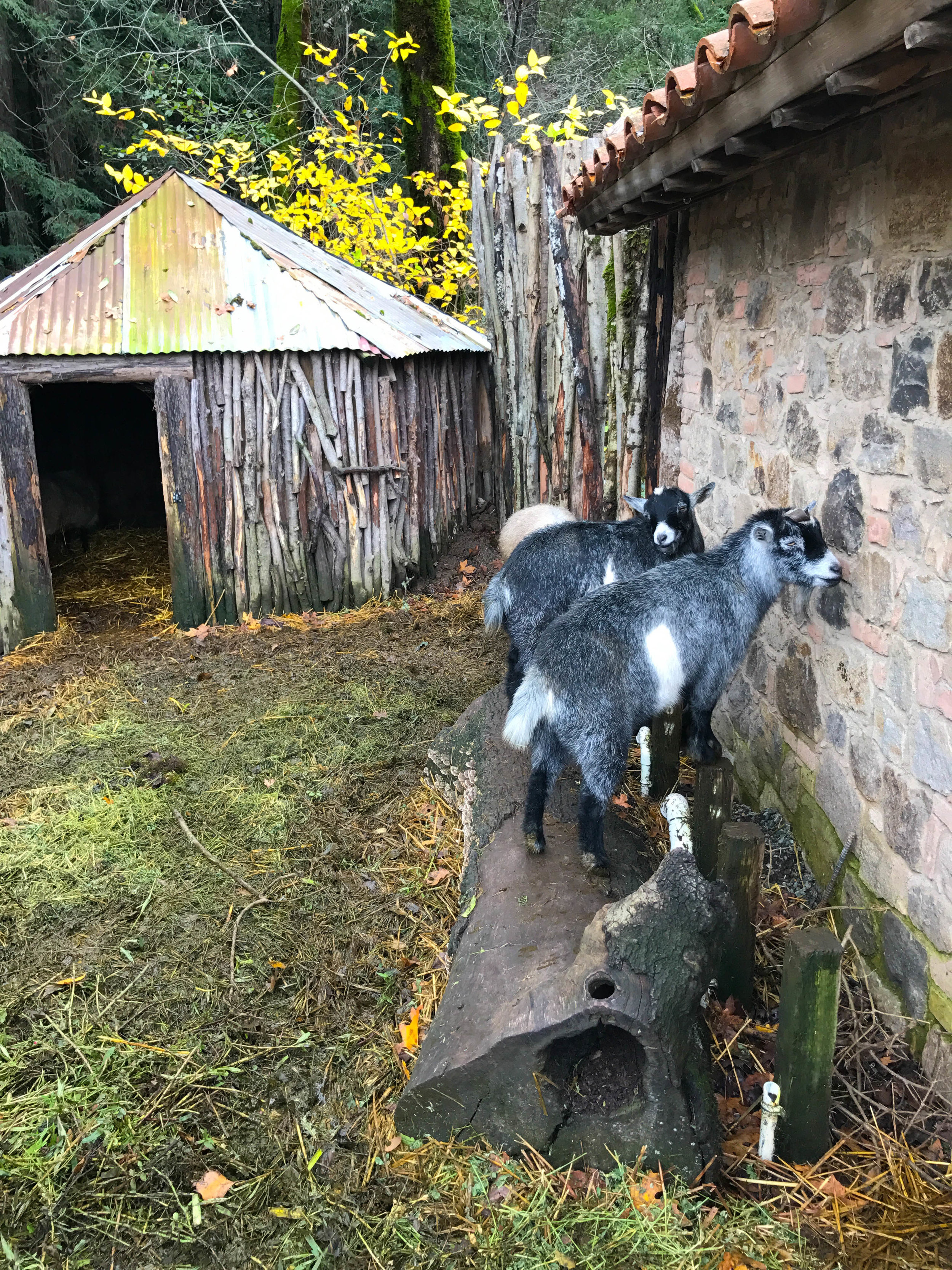 Castello Di Amorosa goats