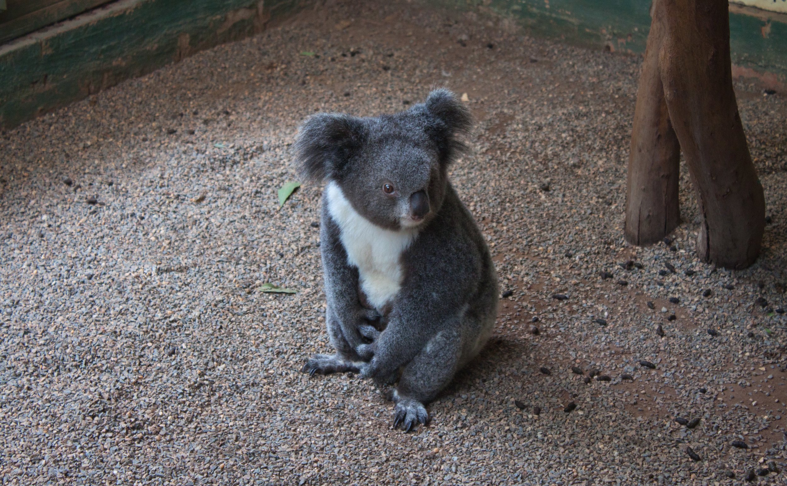 Featherdale Wildlife Park - Sydney, Australia Koala
