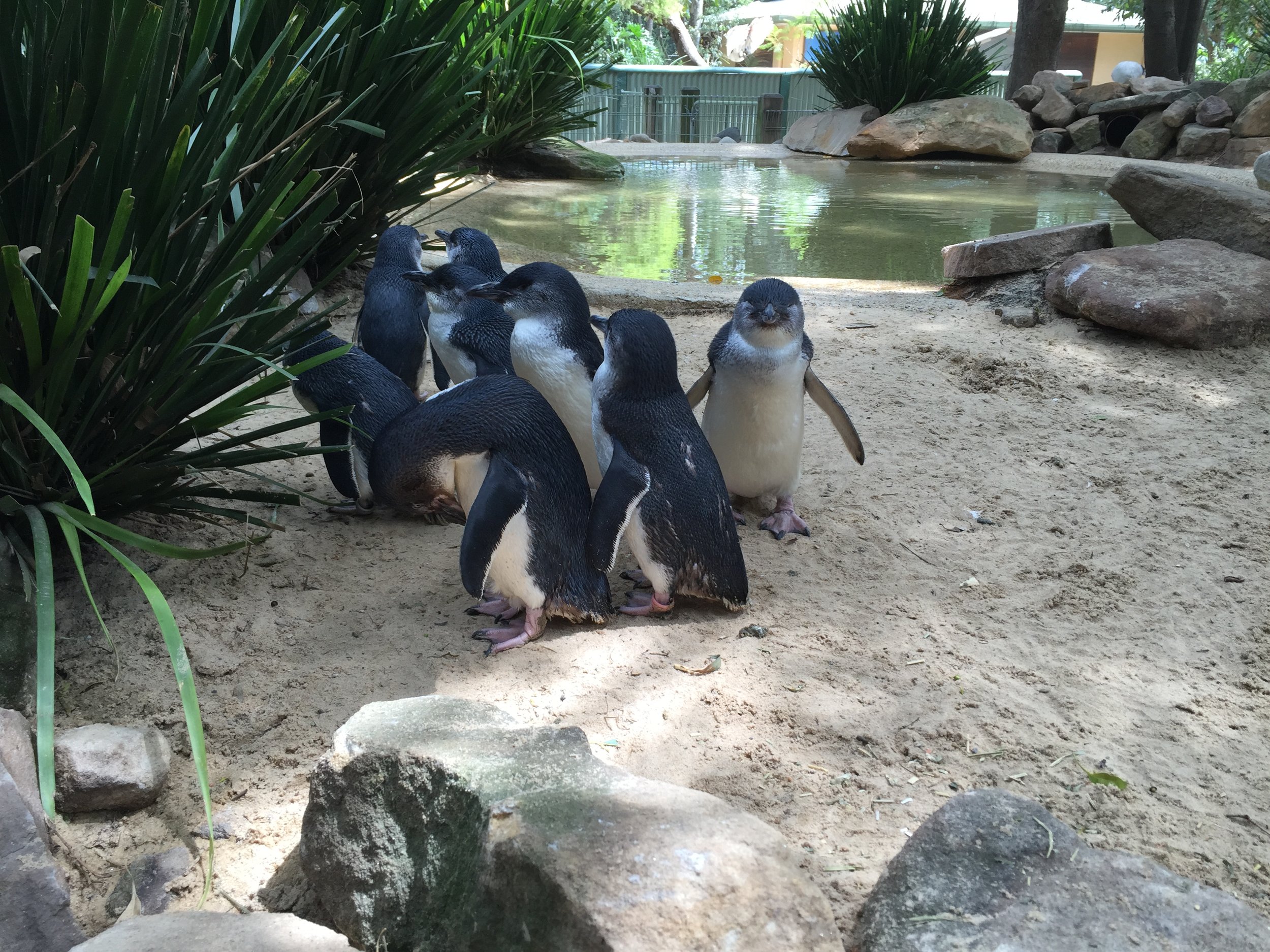 Featherdale Wildlife Park - Sydney, Australia - Fairy Penguins