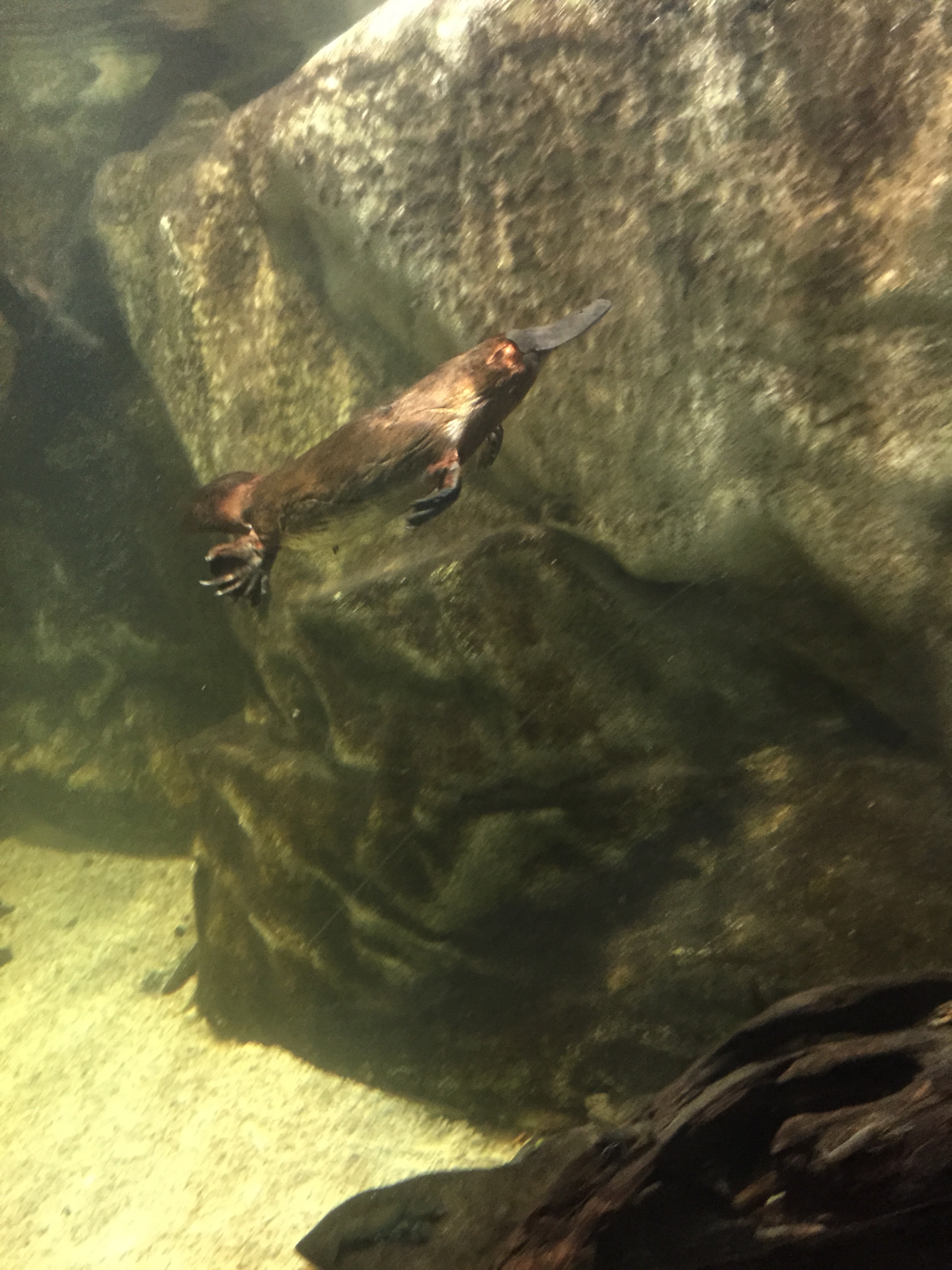 Sea Life Sydney Aquarium - Platypus