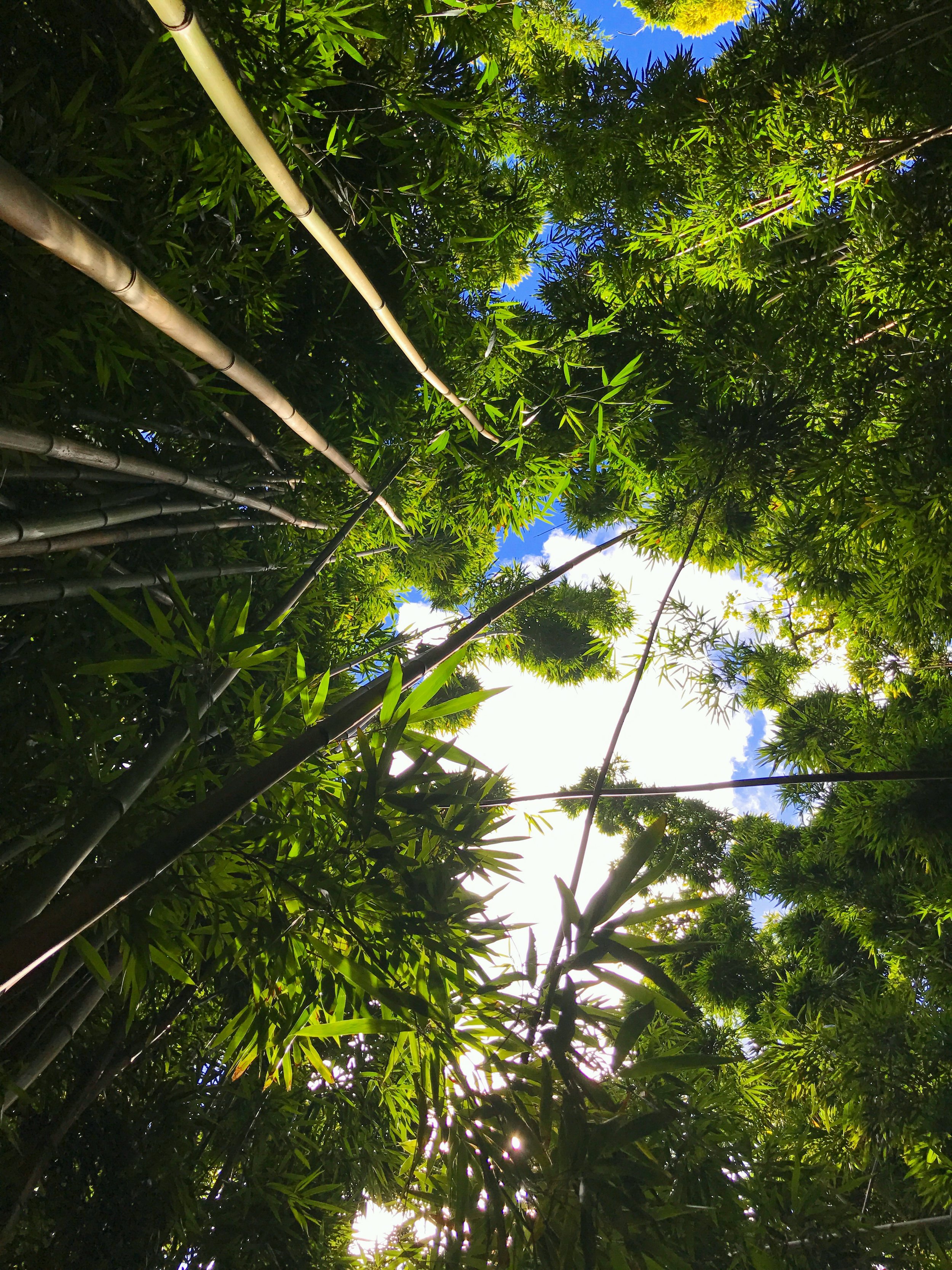 Pipiwai Trail Bamboo Forest - Road to Hana - Maui Hawaii (Copy)