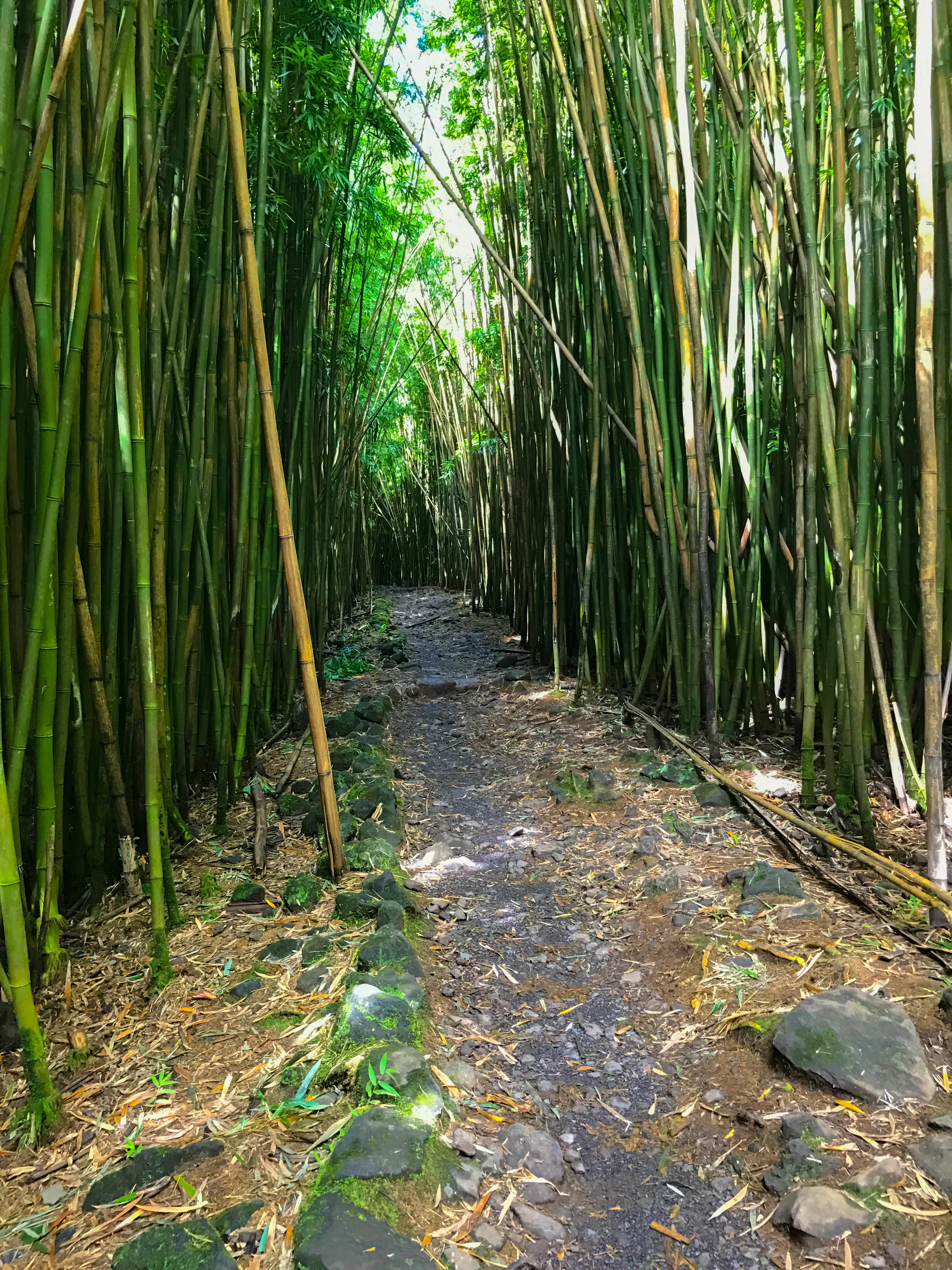 Pipiwai Trail Bamboo Forest - Road to Hana - Maui Hawaii (Copy)