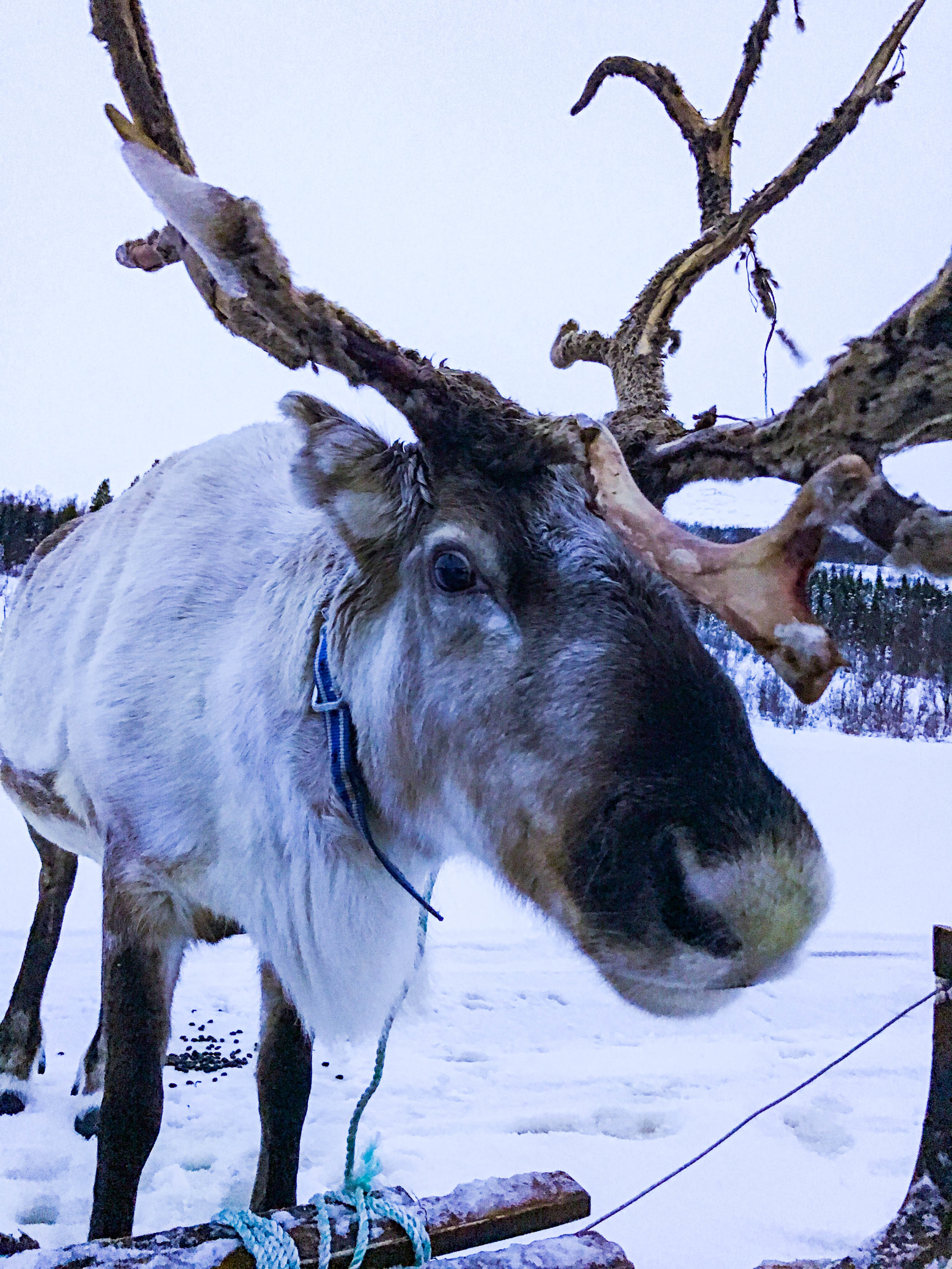 Reindeer Rides in Norway
