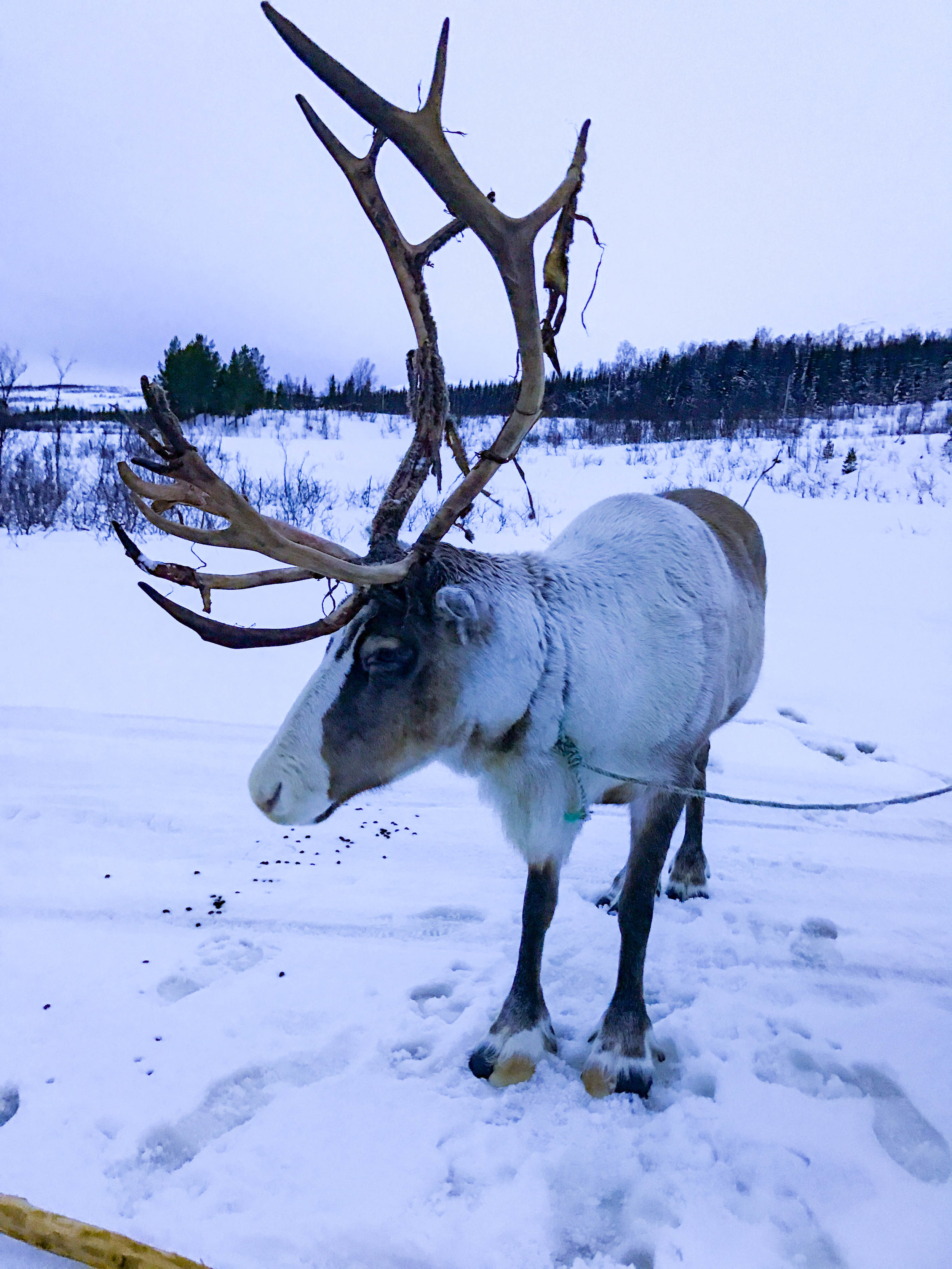 Reindeer Rides in Norway