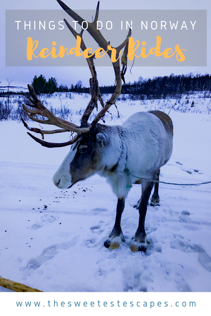 Things to do in Norway_Reindeer Rides.png