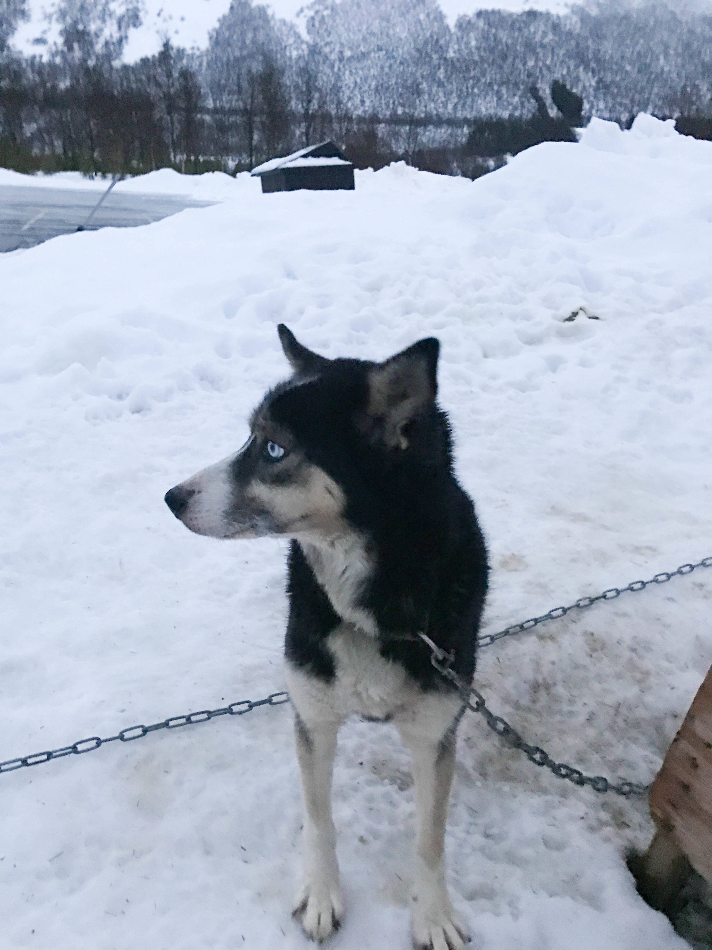 Husky Dog Sledding in Norway