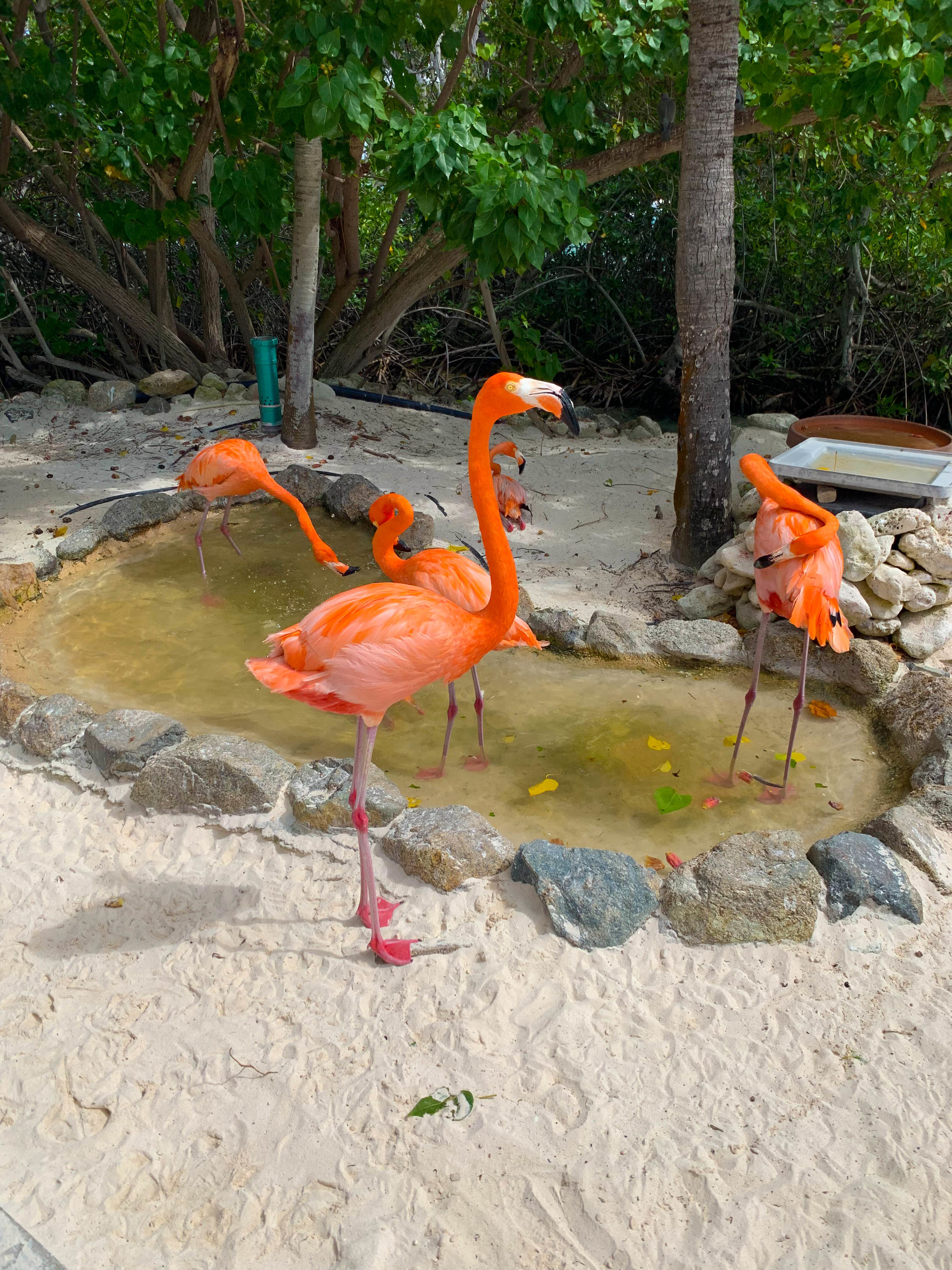 Flamingos on Flamingo Beach Renaissance Island, Aruba