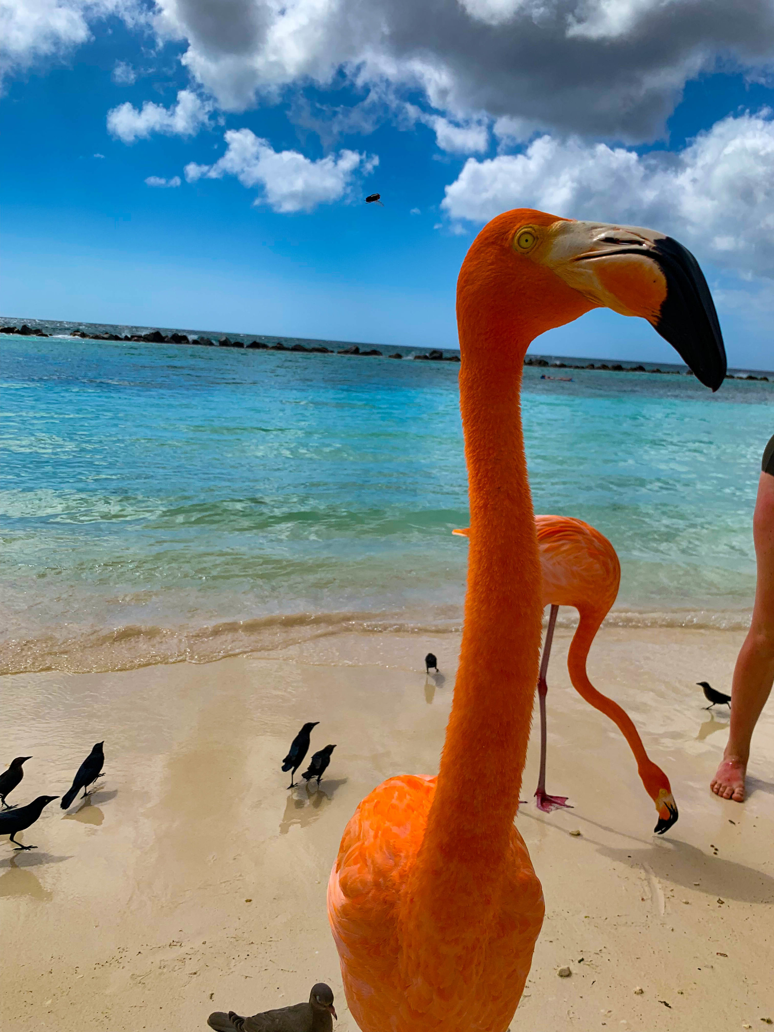 Flamingoes on Flamingo Beach Renaissance Island, Aruba
