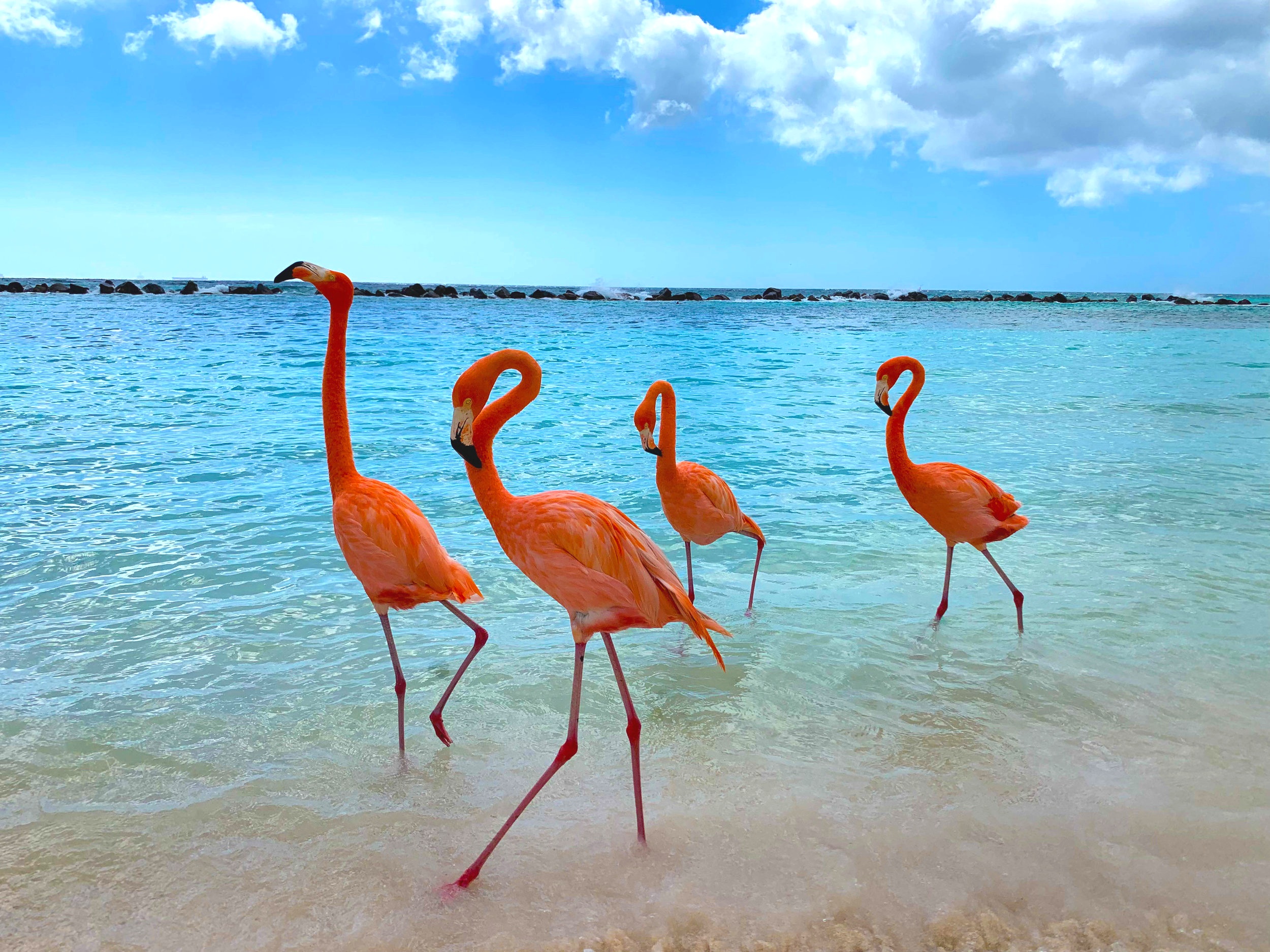 tour flamingos aruba