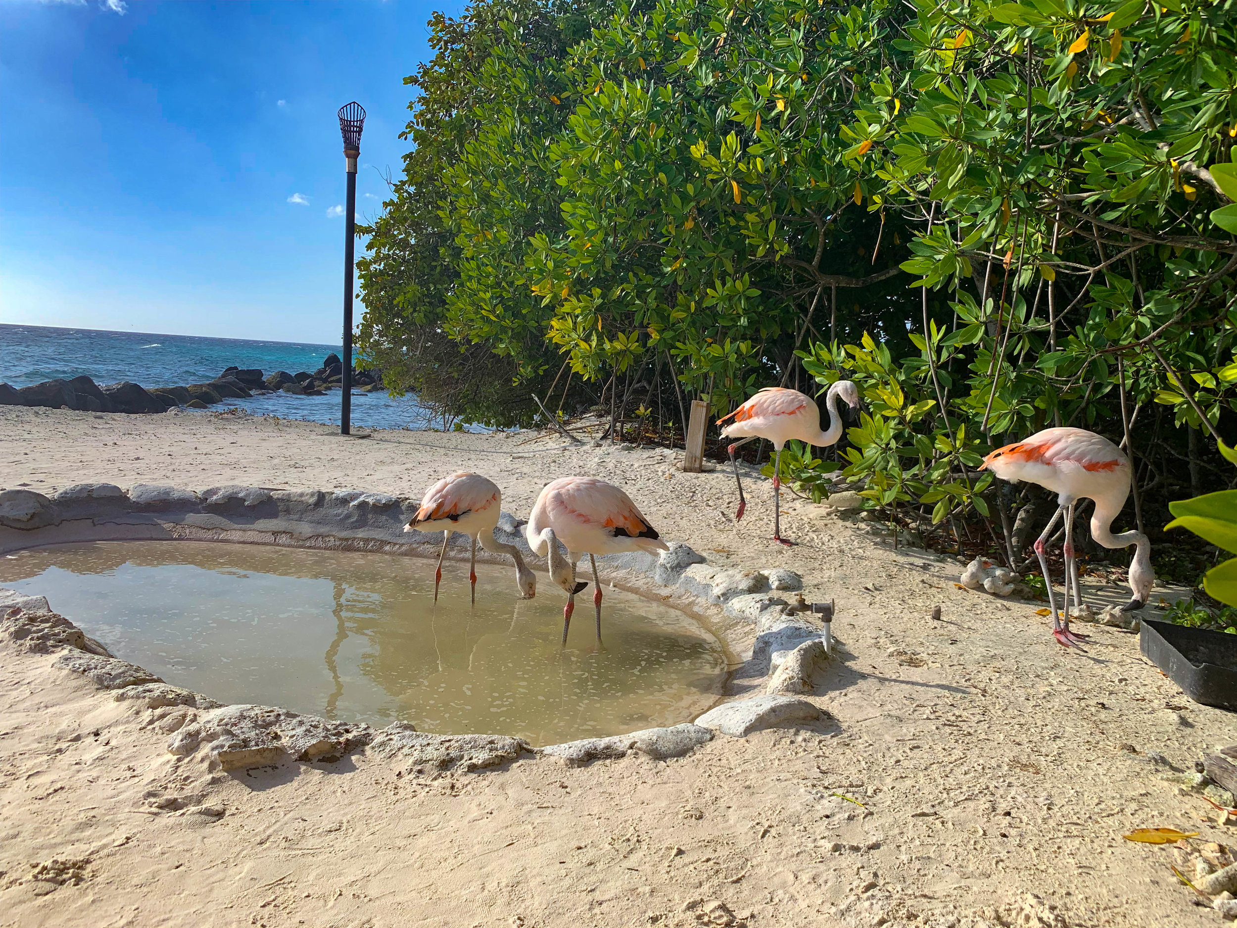 Baby Flamingos in Aruba