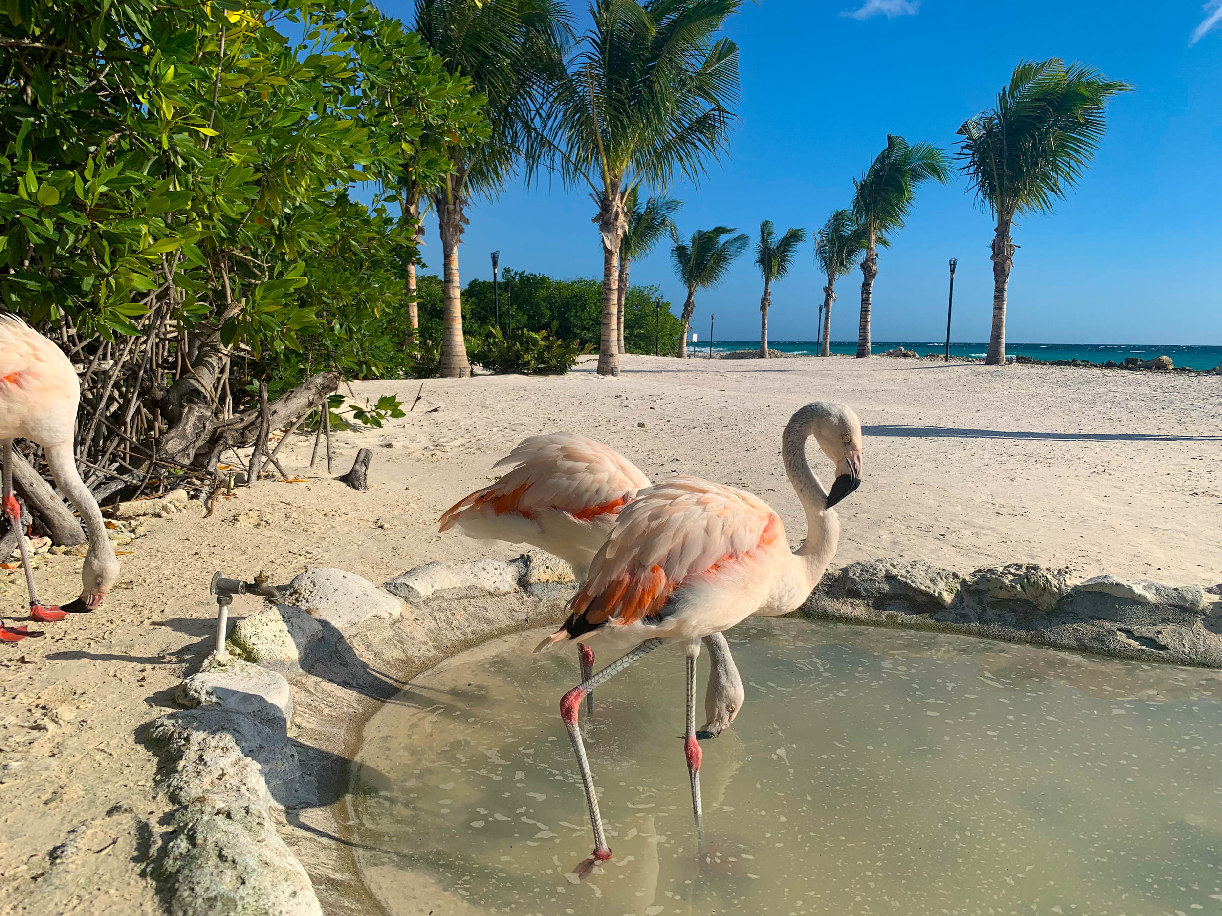 Baby Flamingos in Aruba