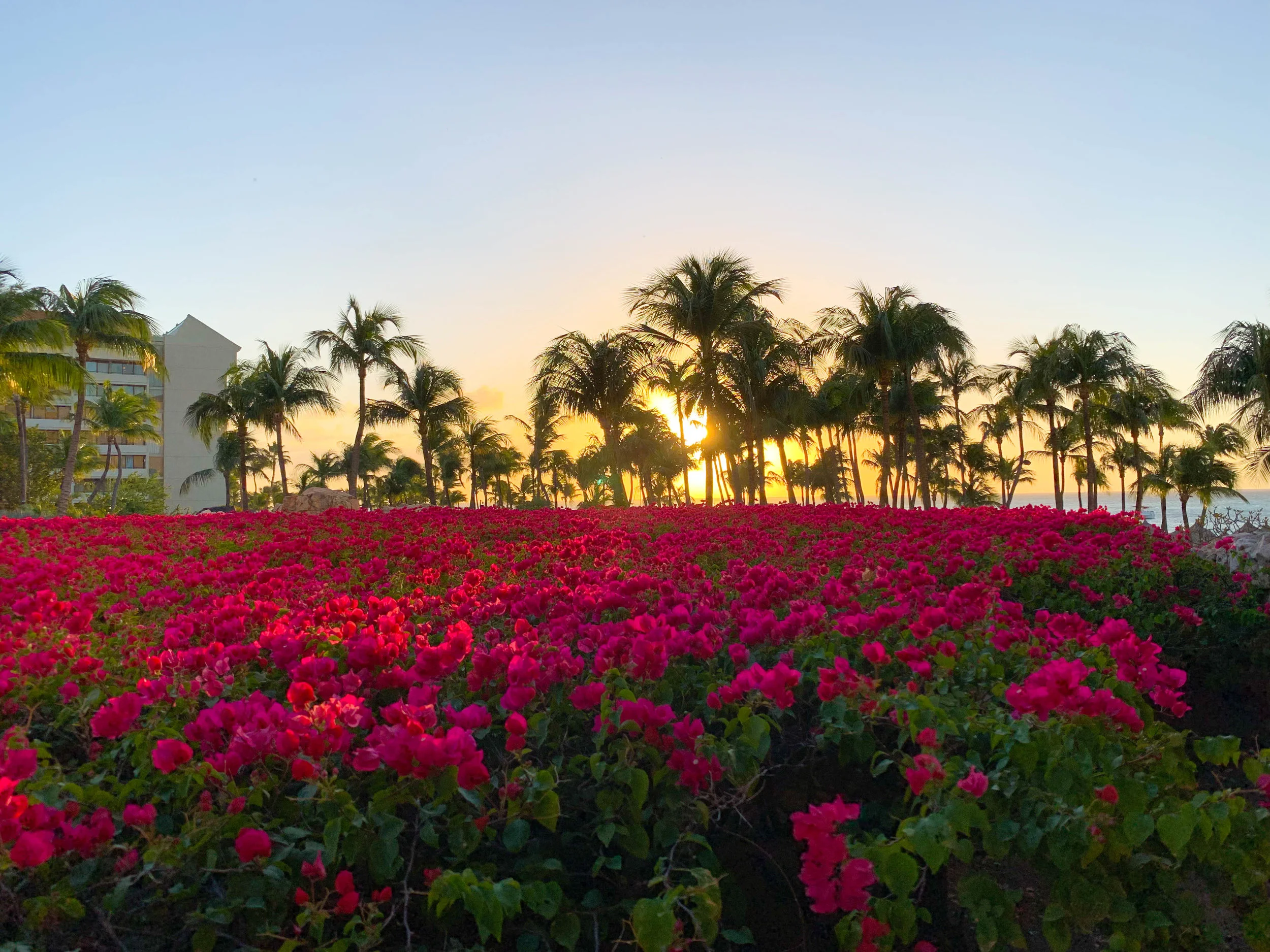 Aruba-Hyatt-Regency-38.jpg