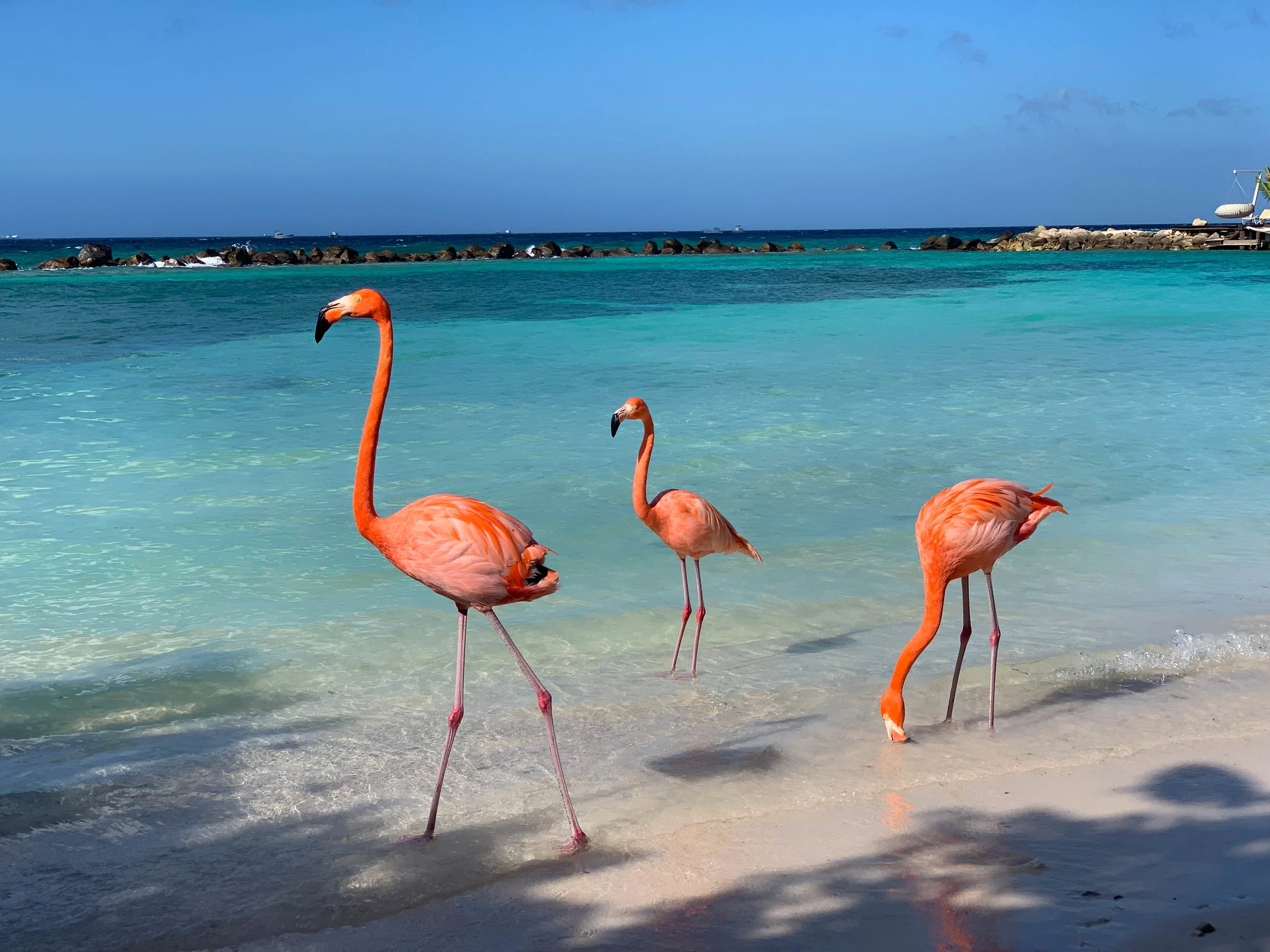 Flamingo Beach on Renaissance Island