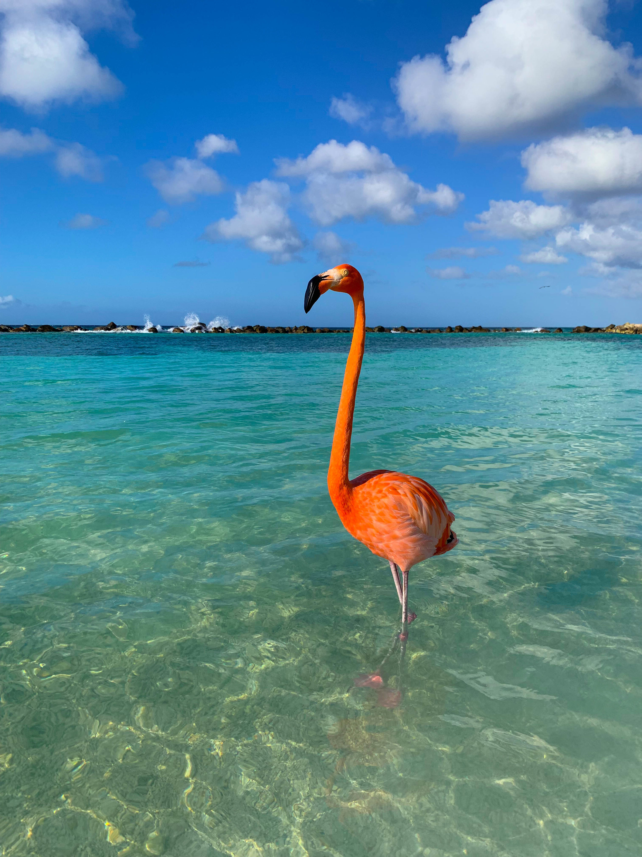 Flamingos on Renaissance Island Flamingo Beach