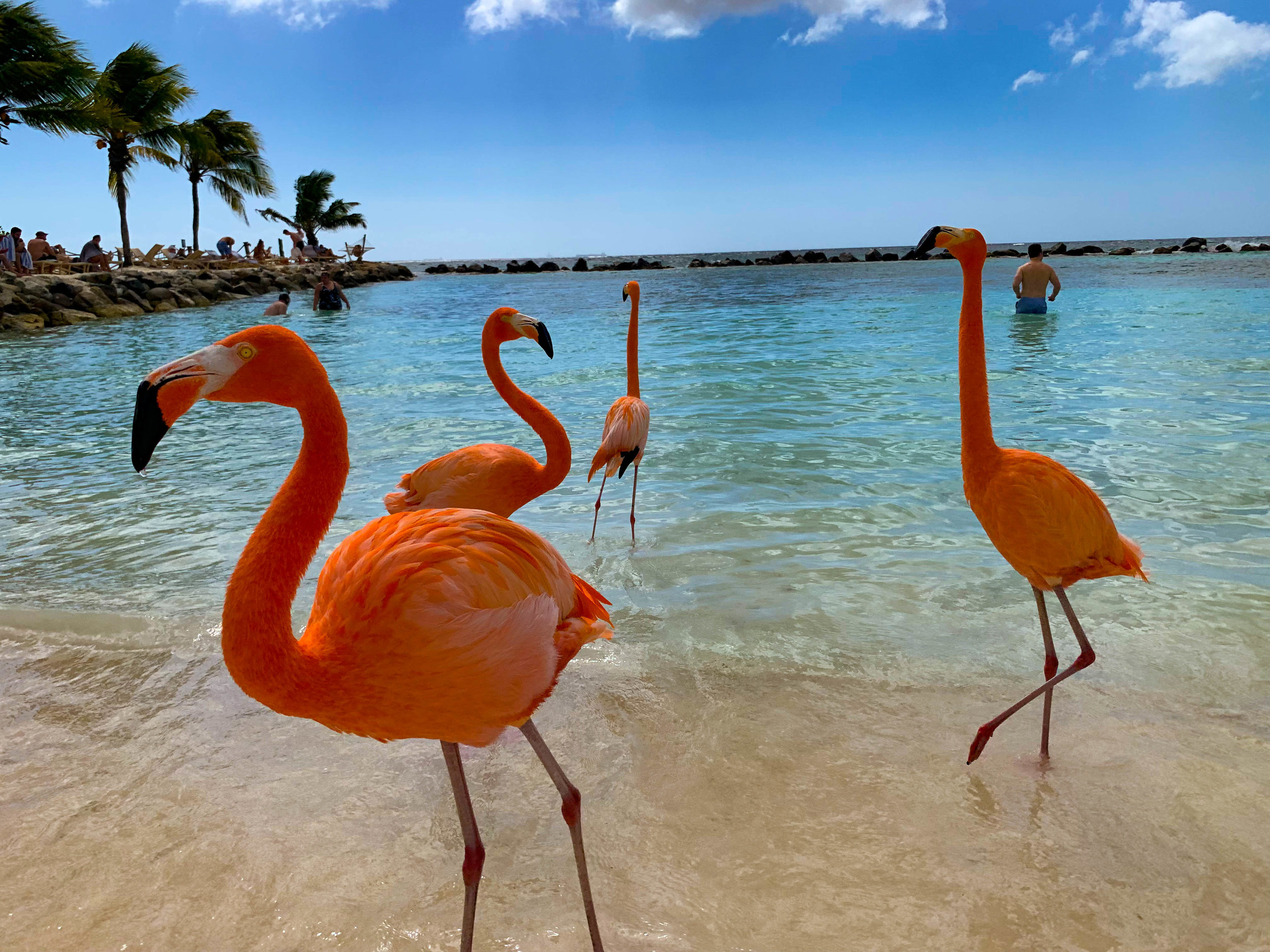 Aruba-Flamingo-Island-11.jpg