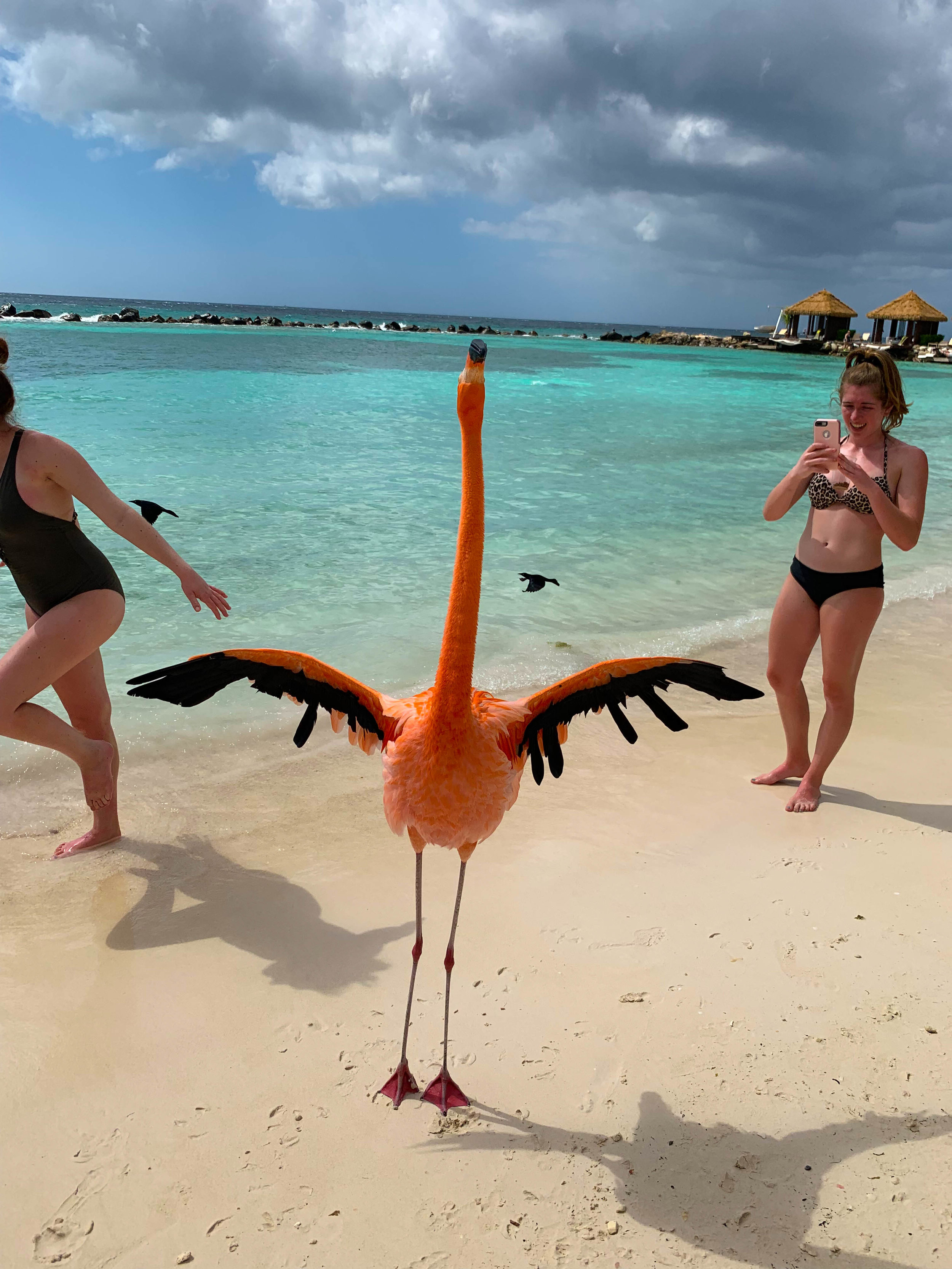 Aruba-Flamingo-Island-21.jpg