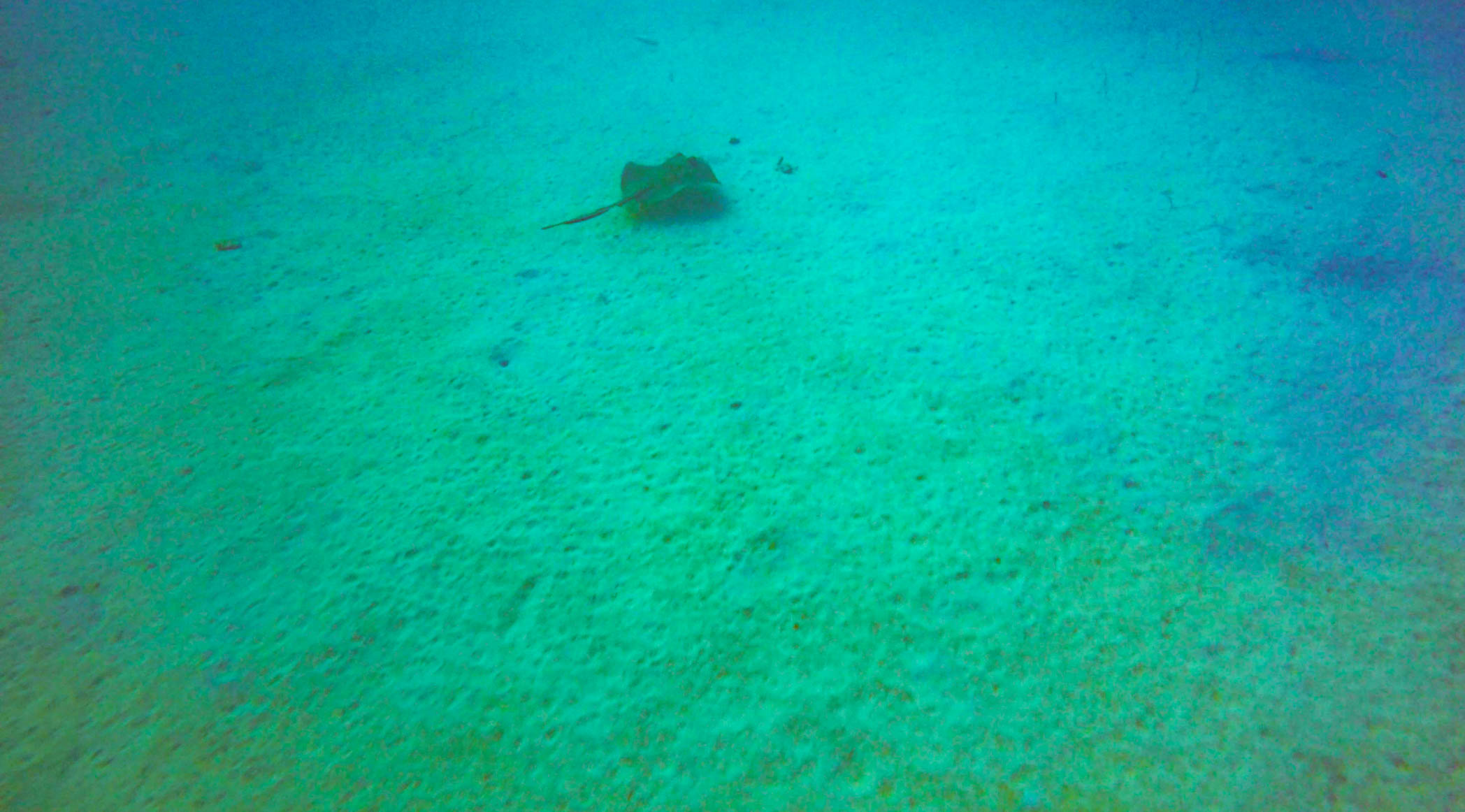 Scuba Diving in Aruba 