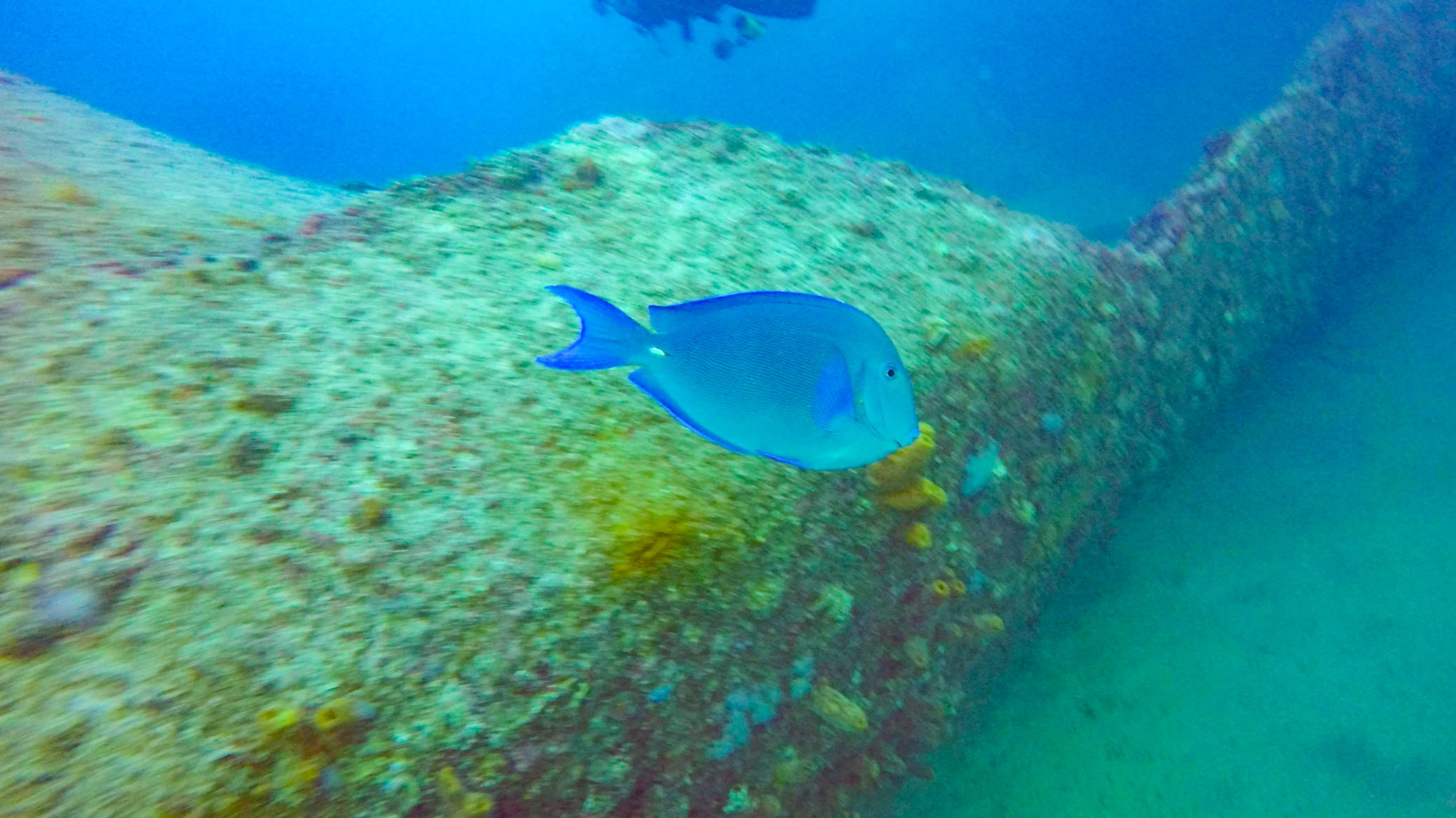 Scuba Diving in Aruba 