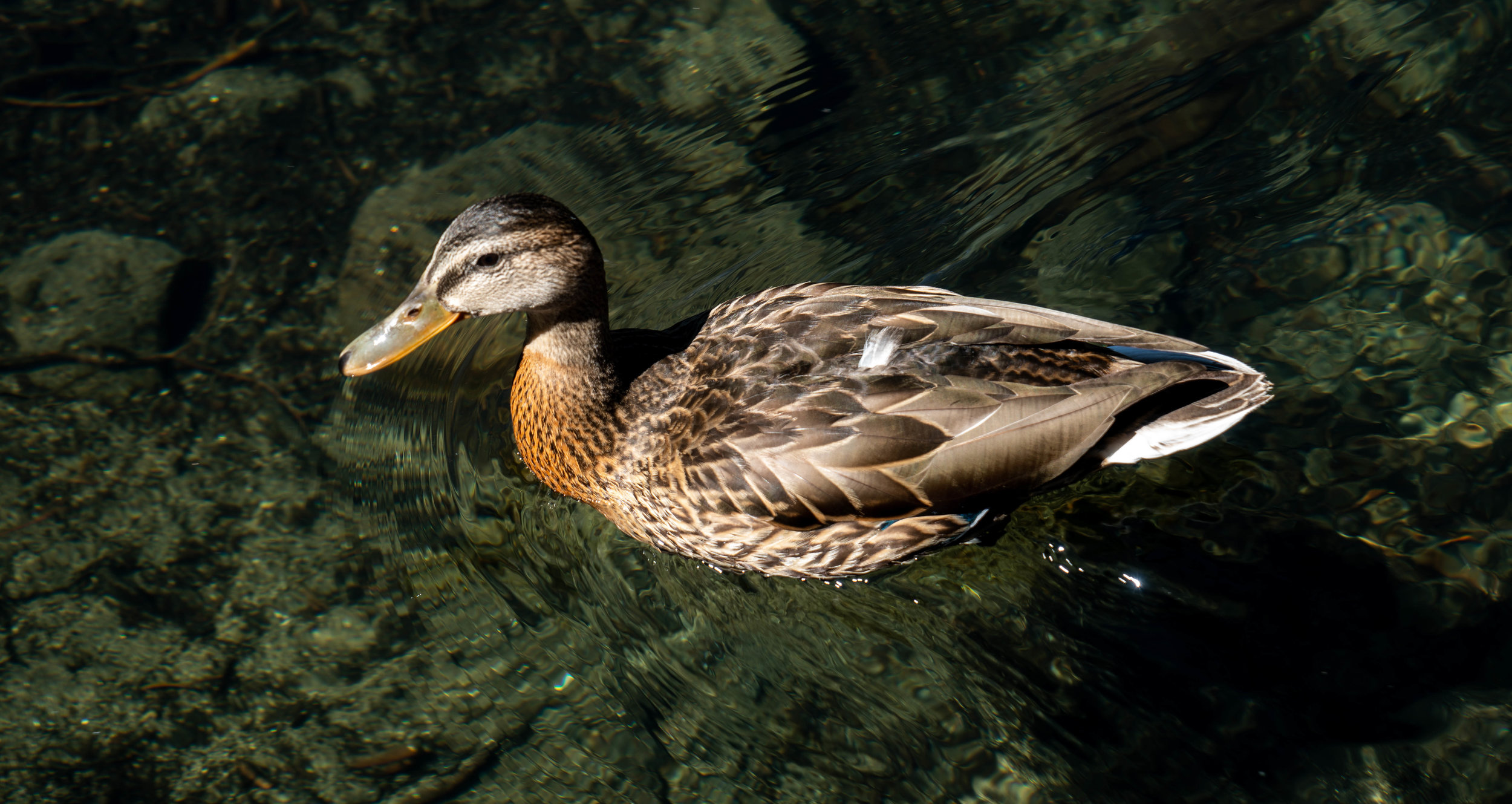 Lake Tahoe Eagle Trails Duck