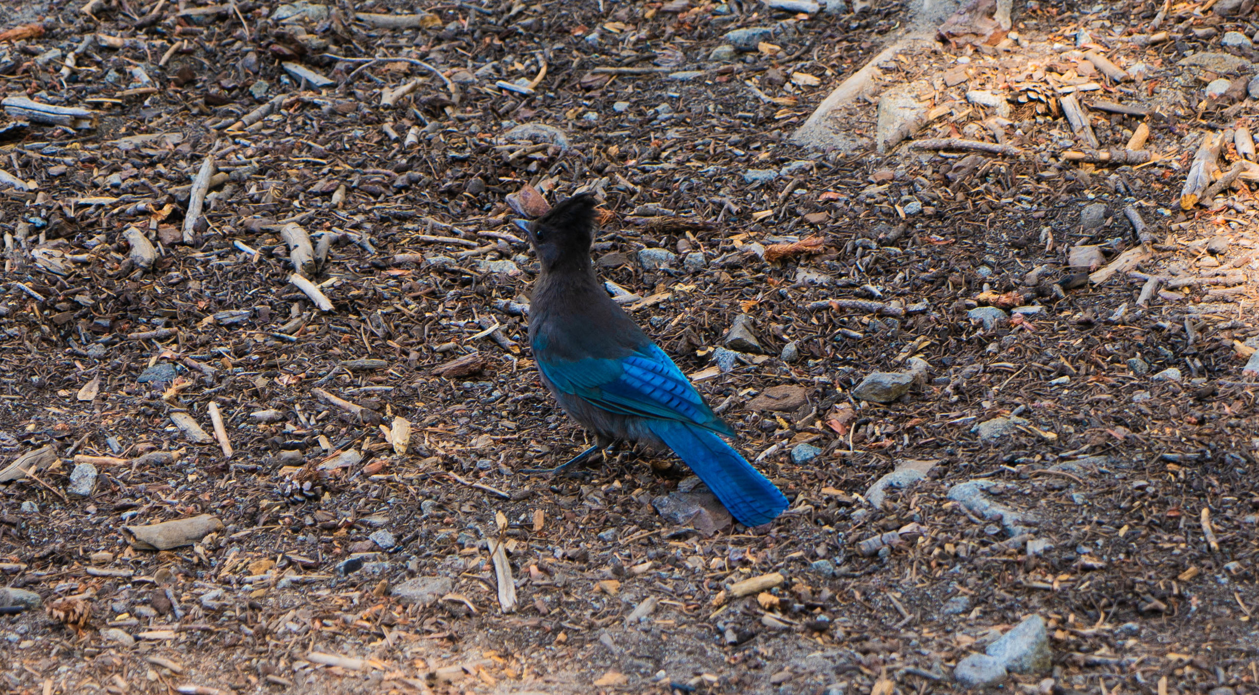 Lake Tahoe Eagle Trails Bluebird