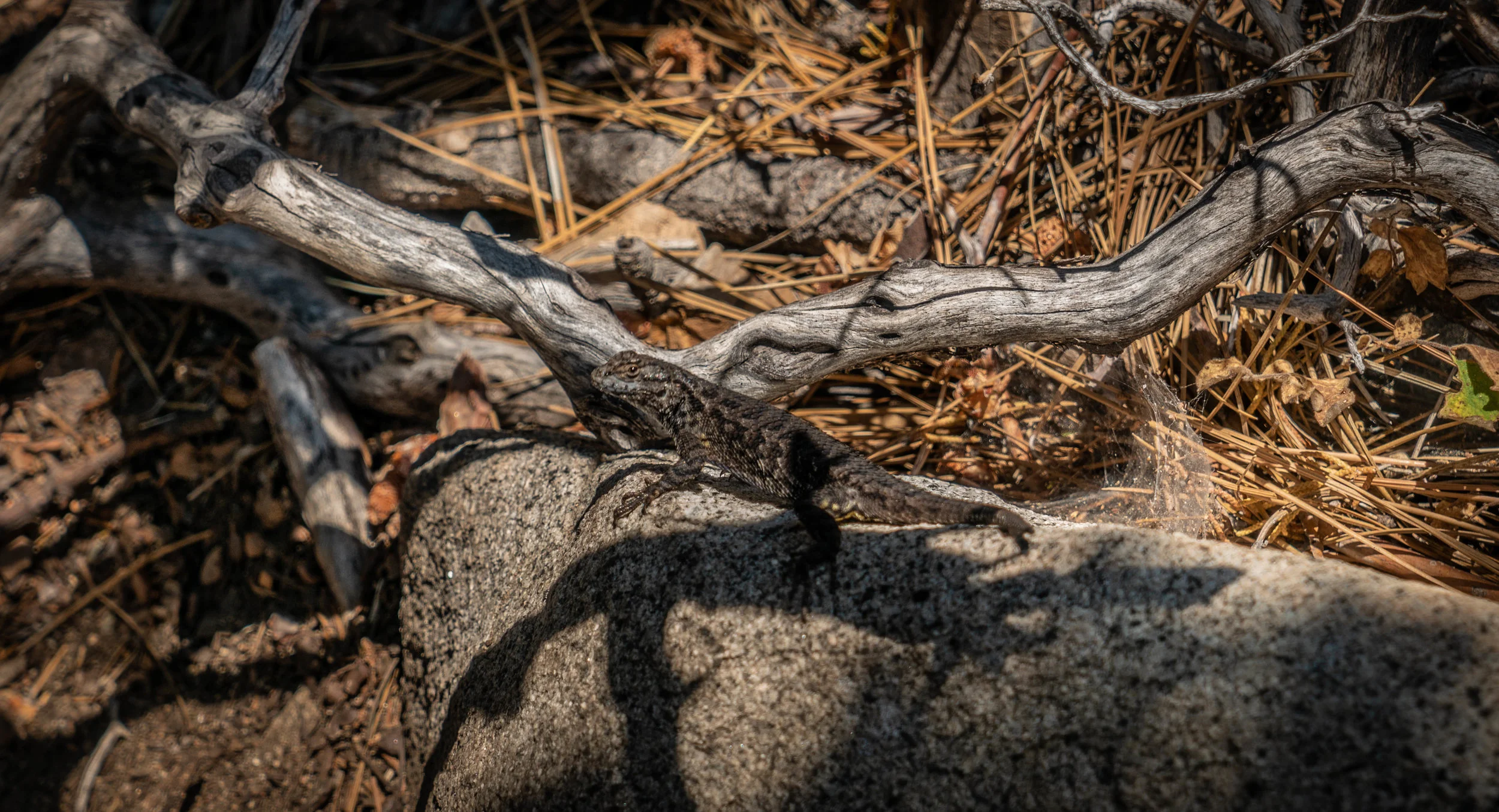 Do you see the lizard?