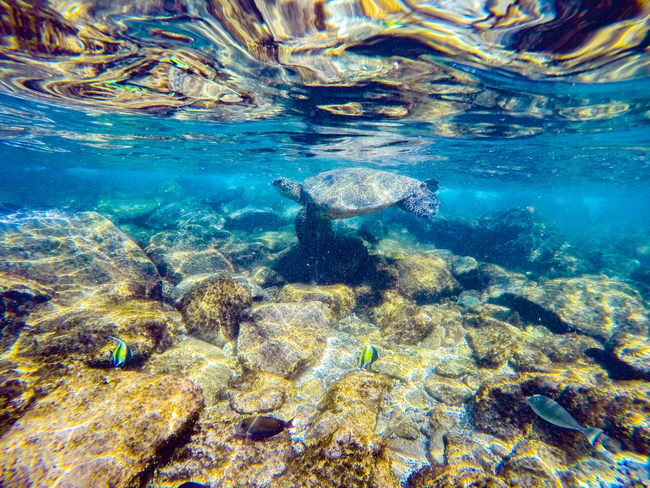 Snorkel with Turtles