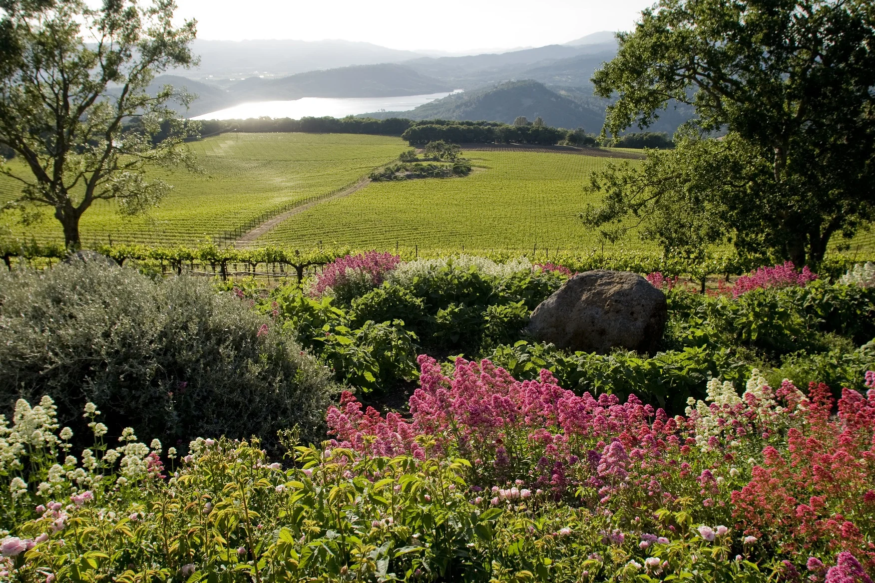 Chappellet's vineyard on Pritchard Hill from the midst of Molly Chappellet's garden! Photo Courtesy of Chappellet