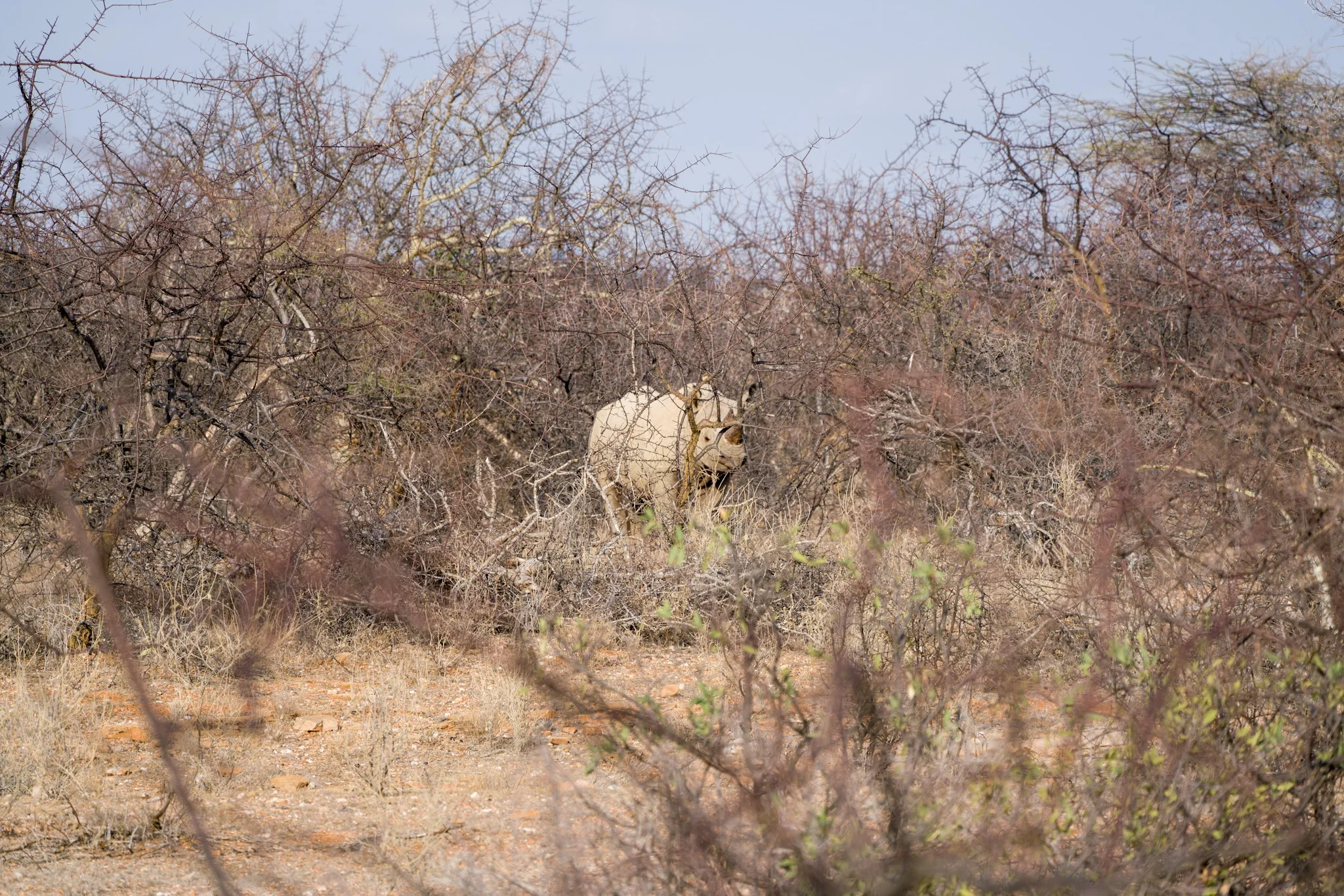 Rhinos would look like rocks with eyes - Moseku the Rhino