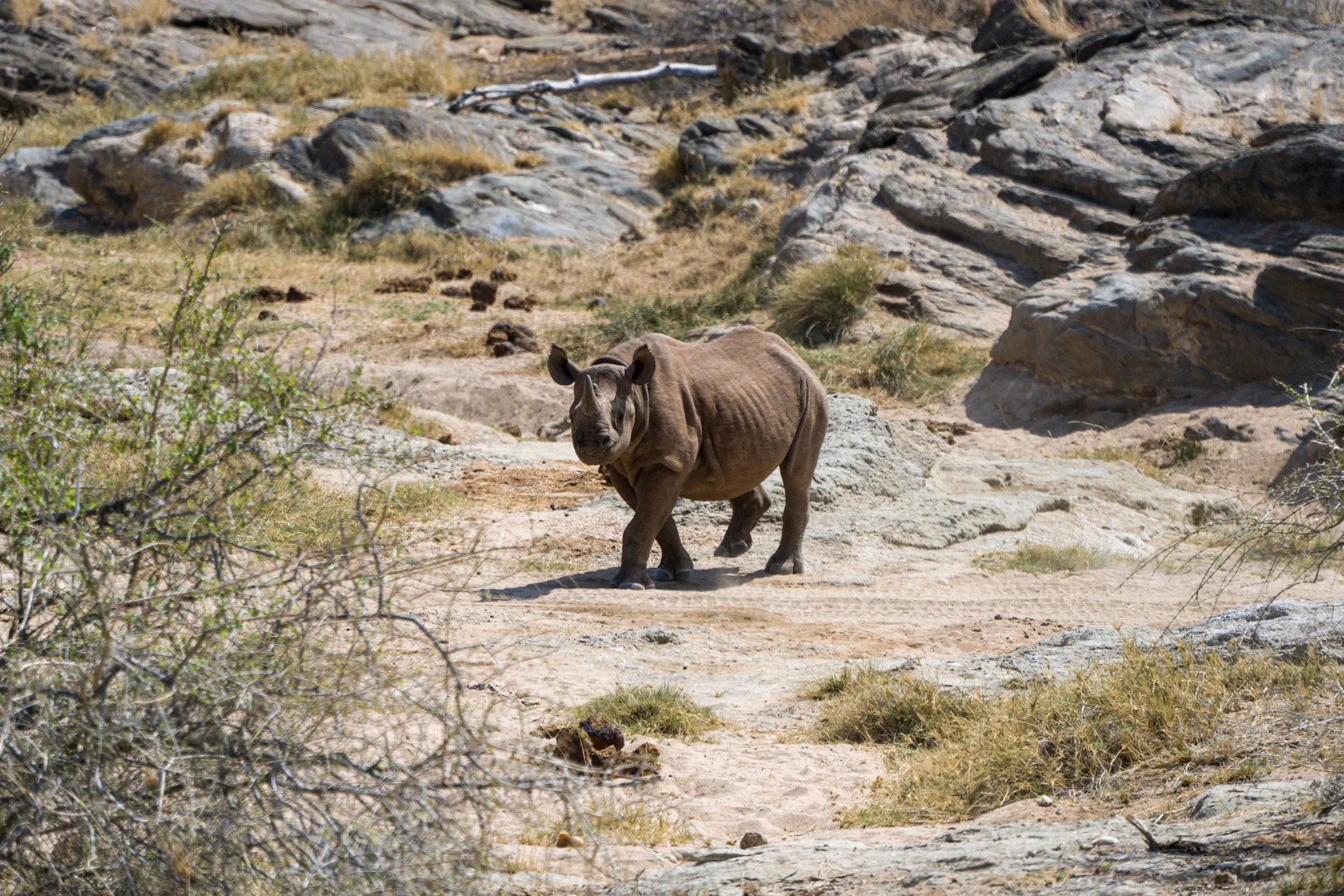 Baby rhino in kenya africa.jpg