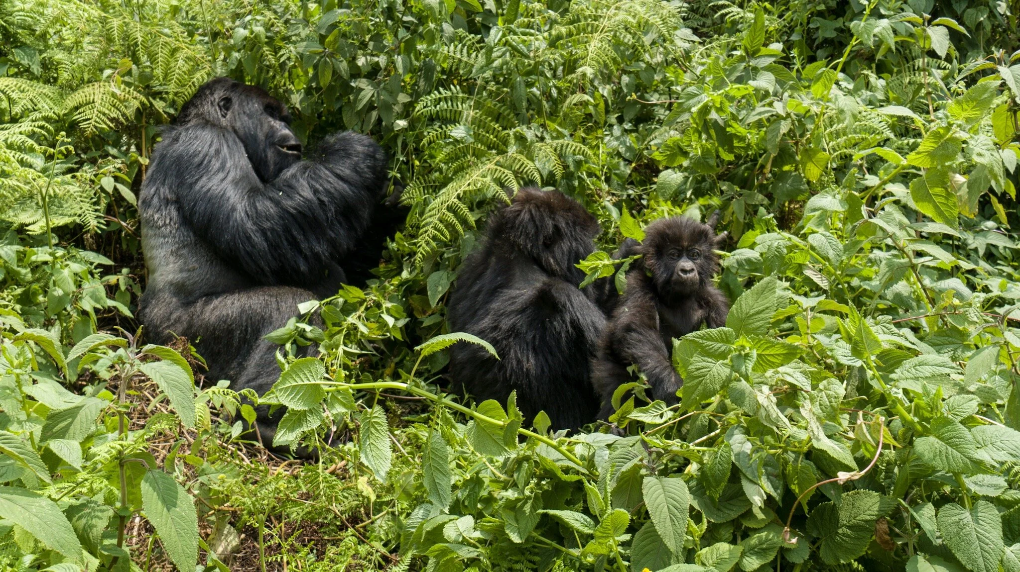 Gorilla family with 3 month old baby gorilla