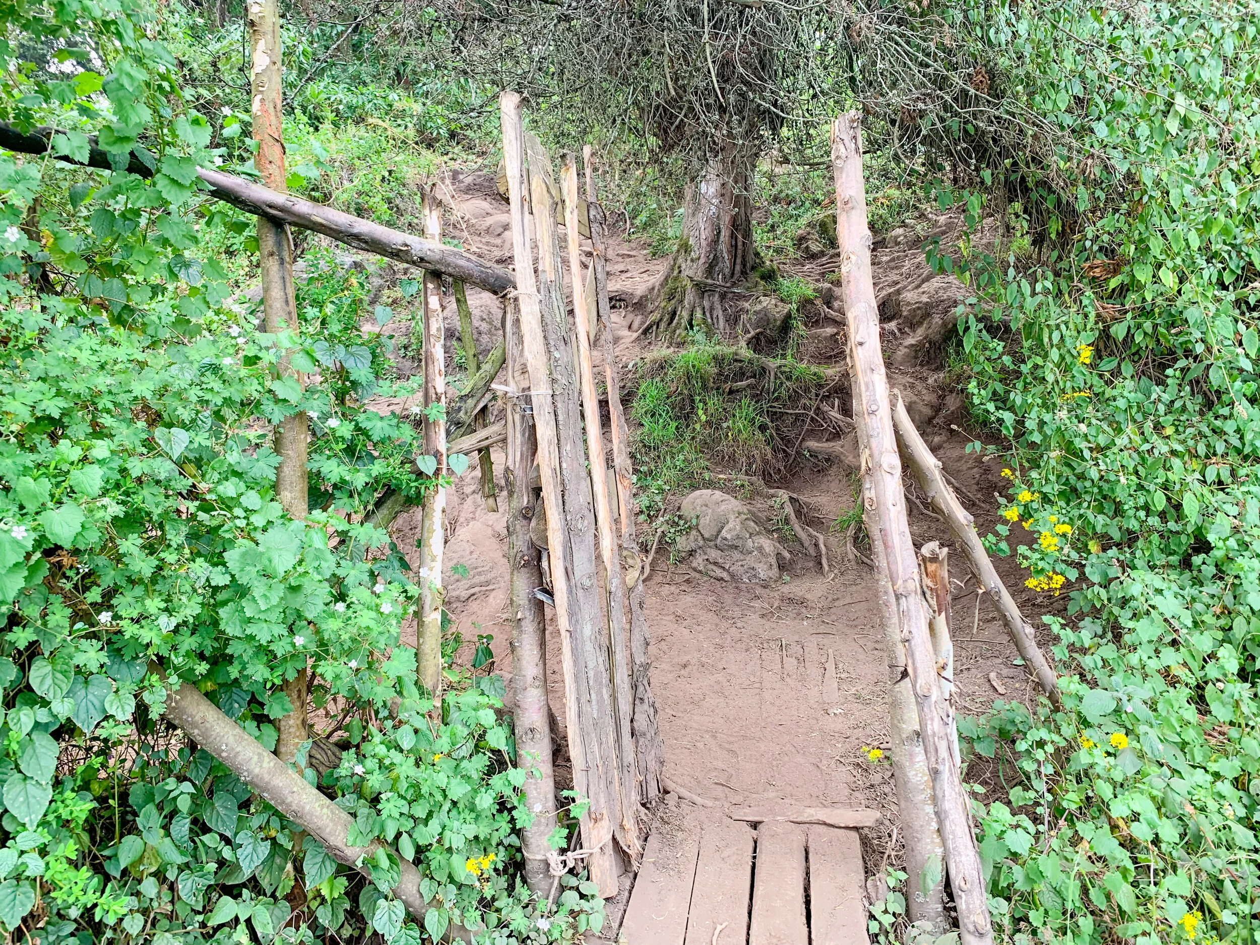 Gate to the jungle and GORILLAS!