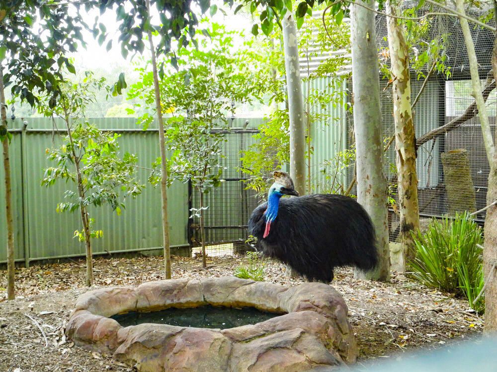 Featherdale Wildlife Park Sydney Australia