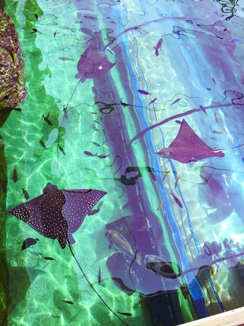 Australia_Sydney-aquarium.jpg