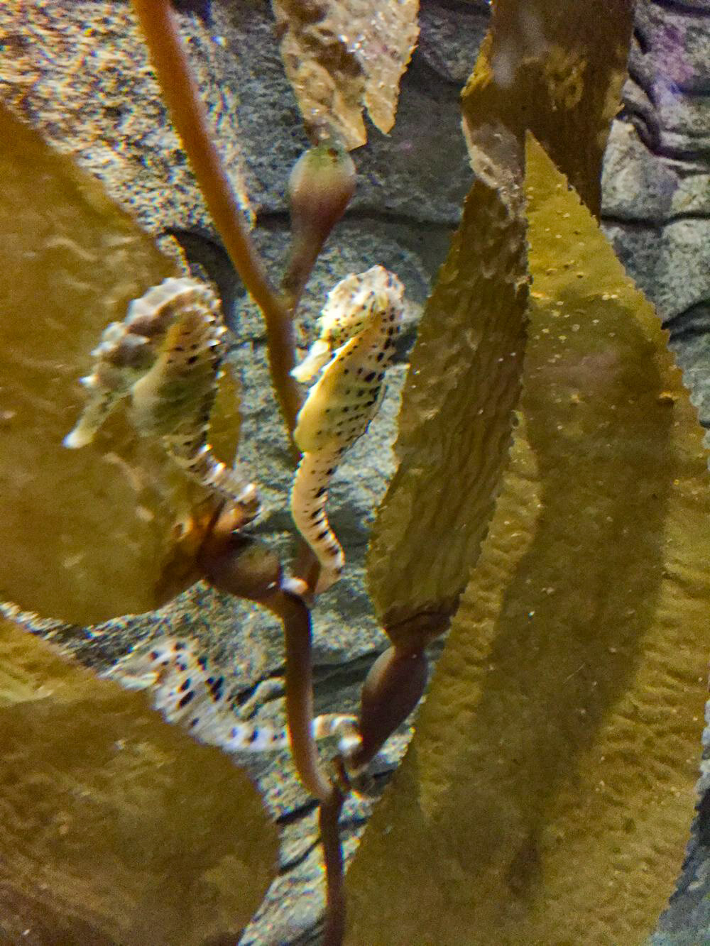 Sydney Sea Life Aquarium seahorse
