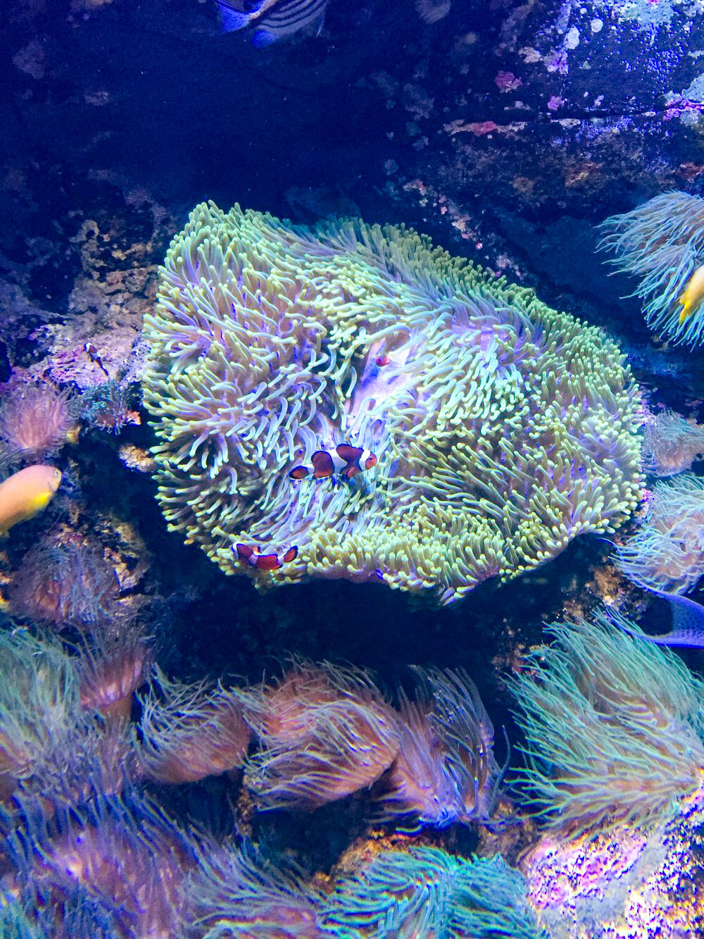 Sydney Sea Life Aquarium Nemo