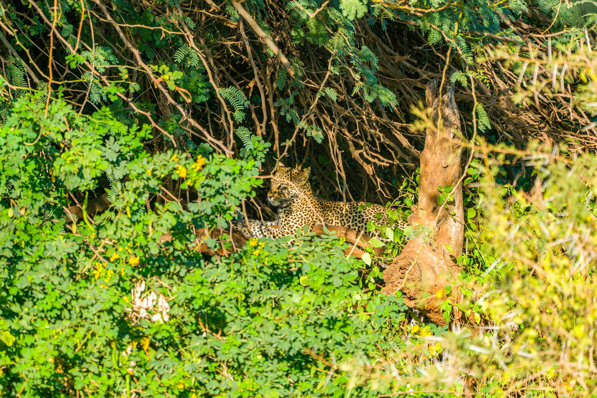 Can you spot the leopard? pun intended