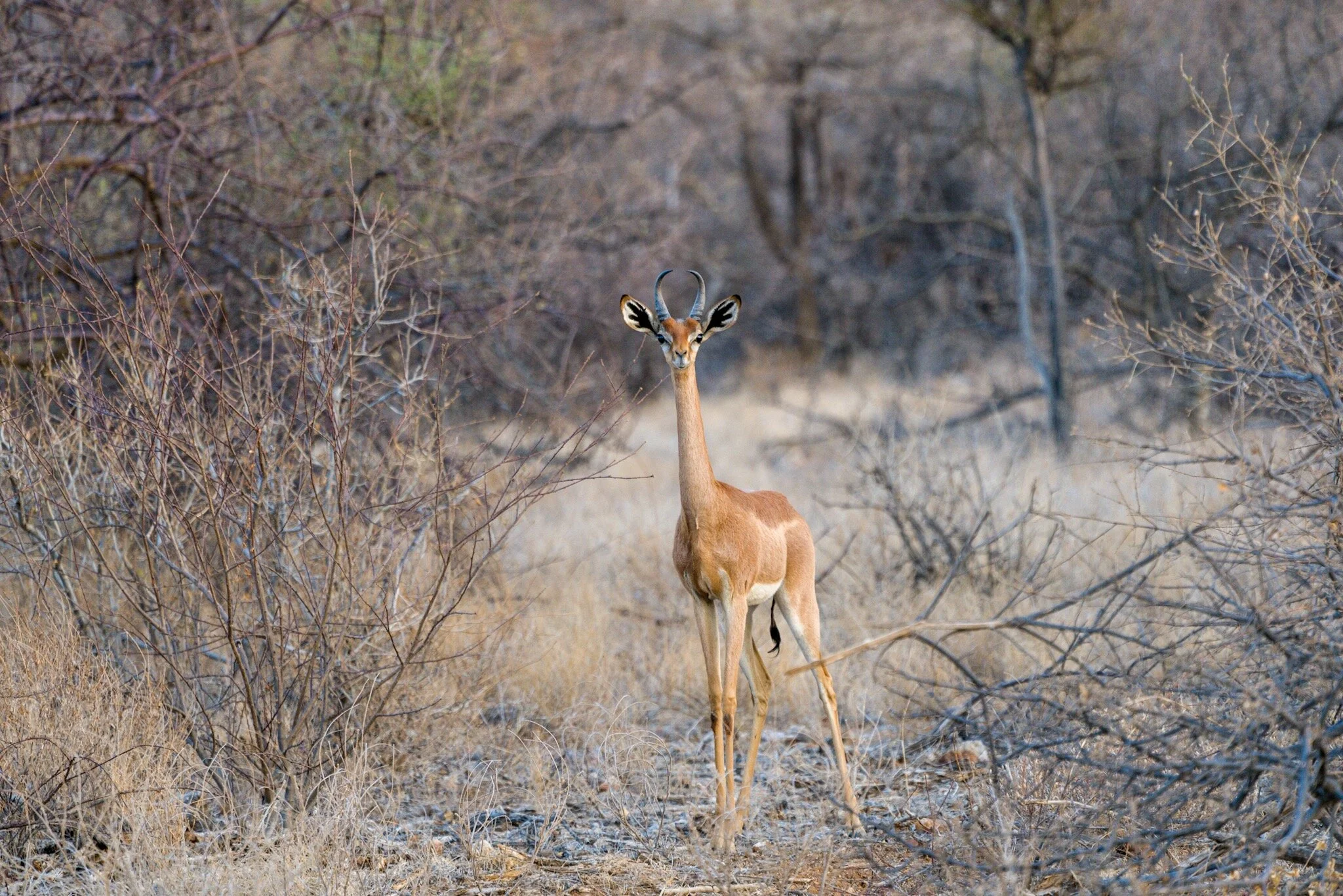 Gerenuk - Kenyan Northern Five