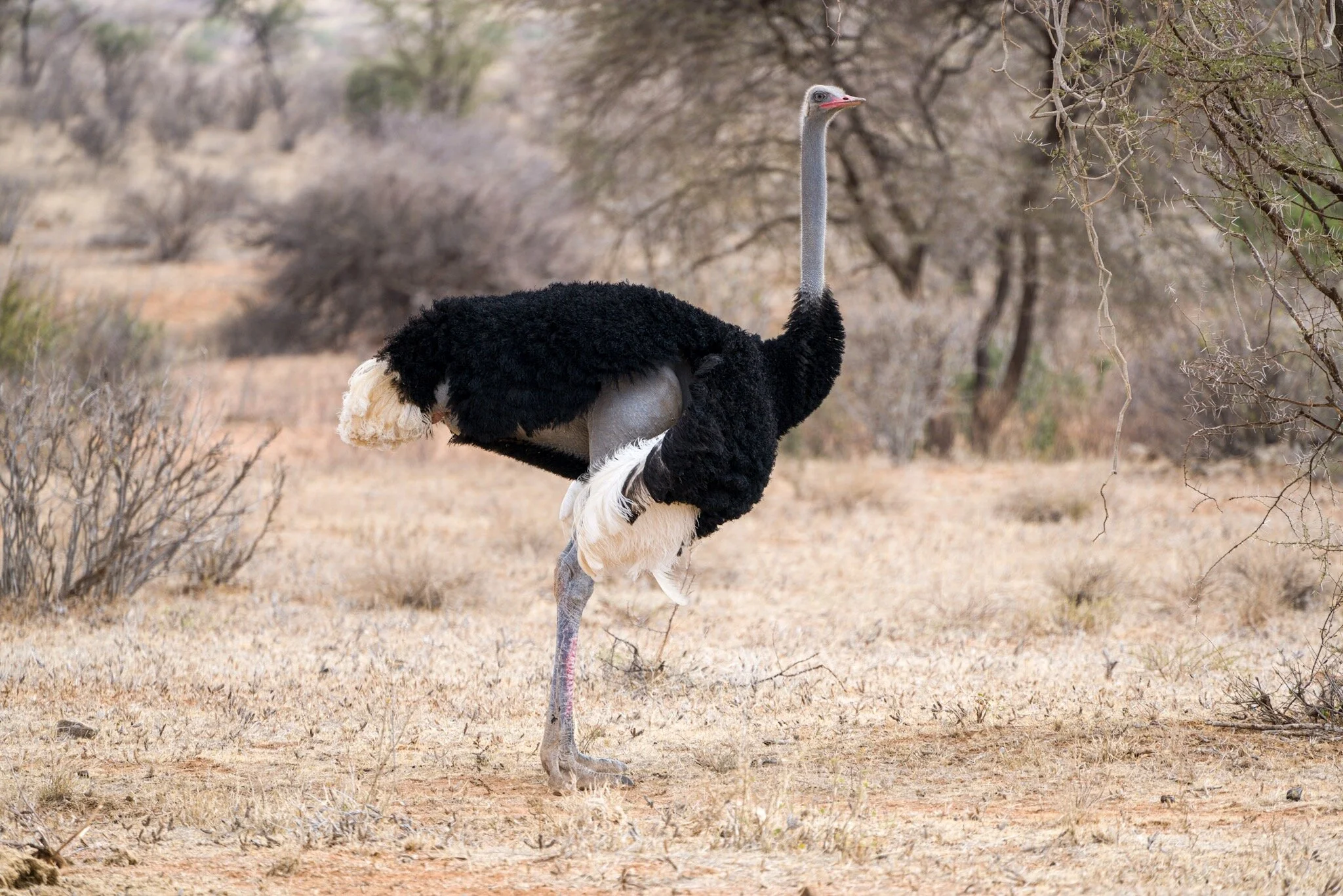 Somali_Ostrich_Northern_Five_Kenya.jpg