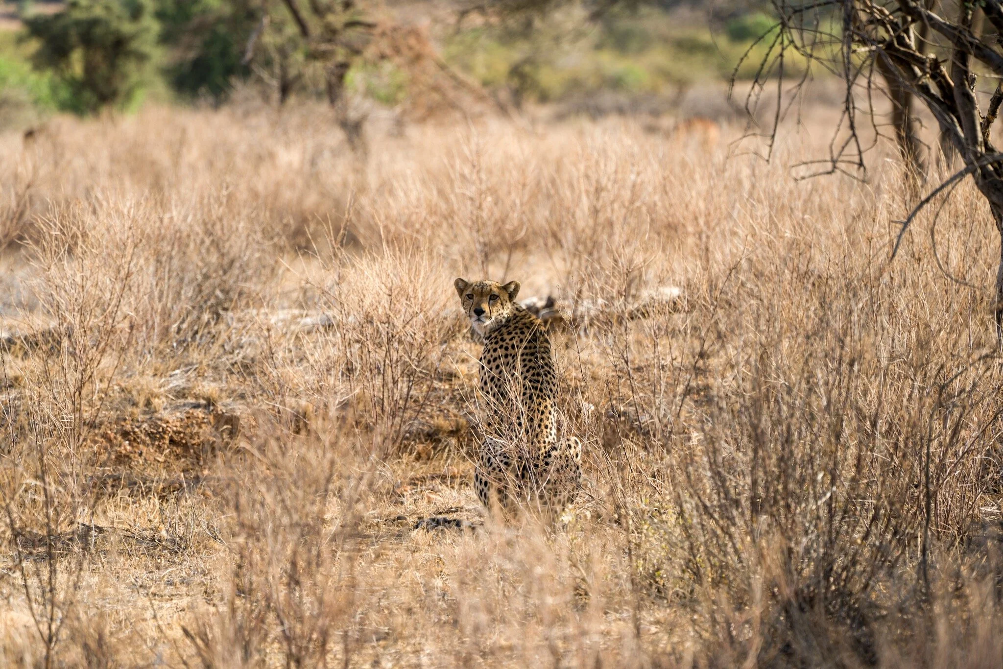Cheetah stalking antelope