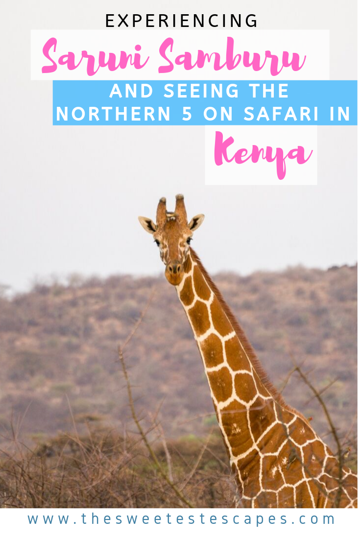 Saruni Samburu and the Northern Five in Kenya.png