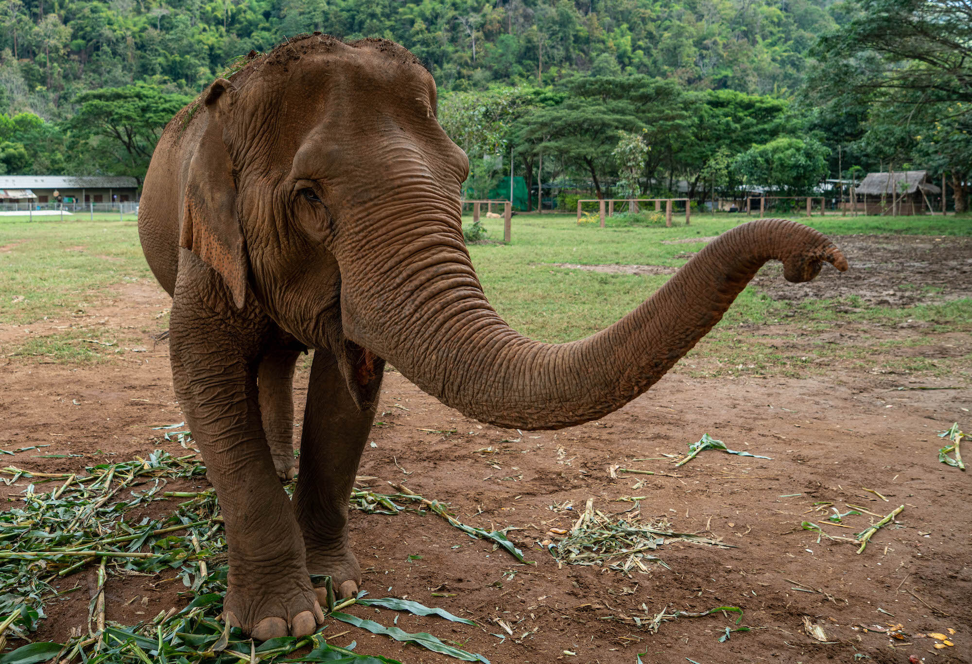 A Day with Elephants at Elephant Nature in Chiang Mai, Thailand packing list — The Sweetest Escapes