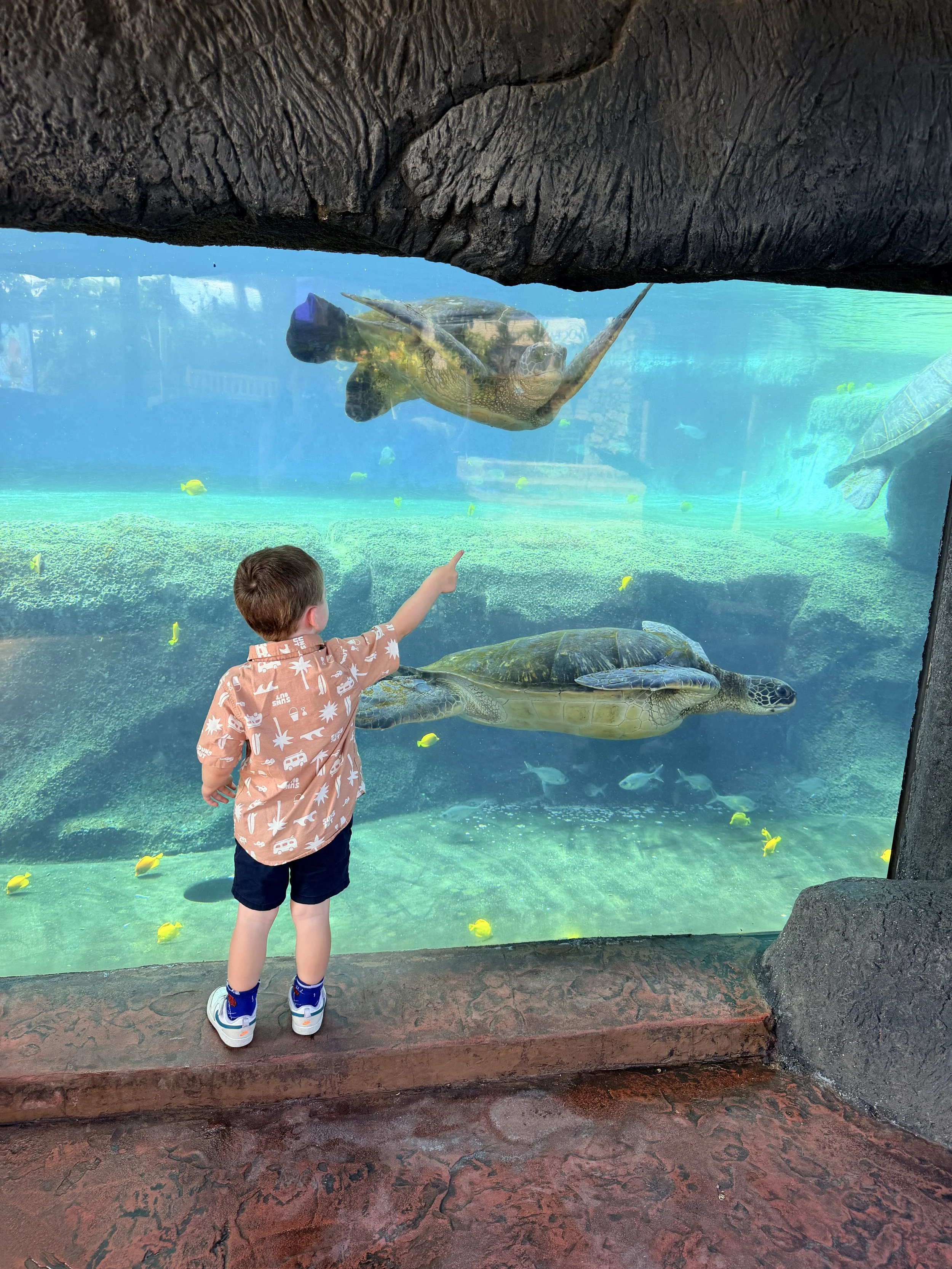 Maui Ocean Center With Kids: Is It Worth It for Ages 3–5?