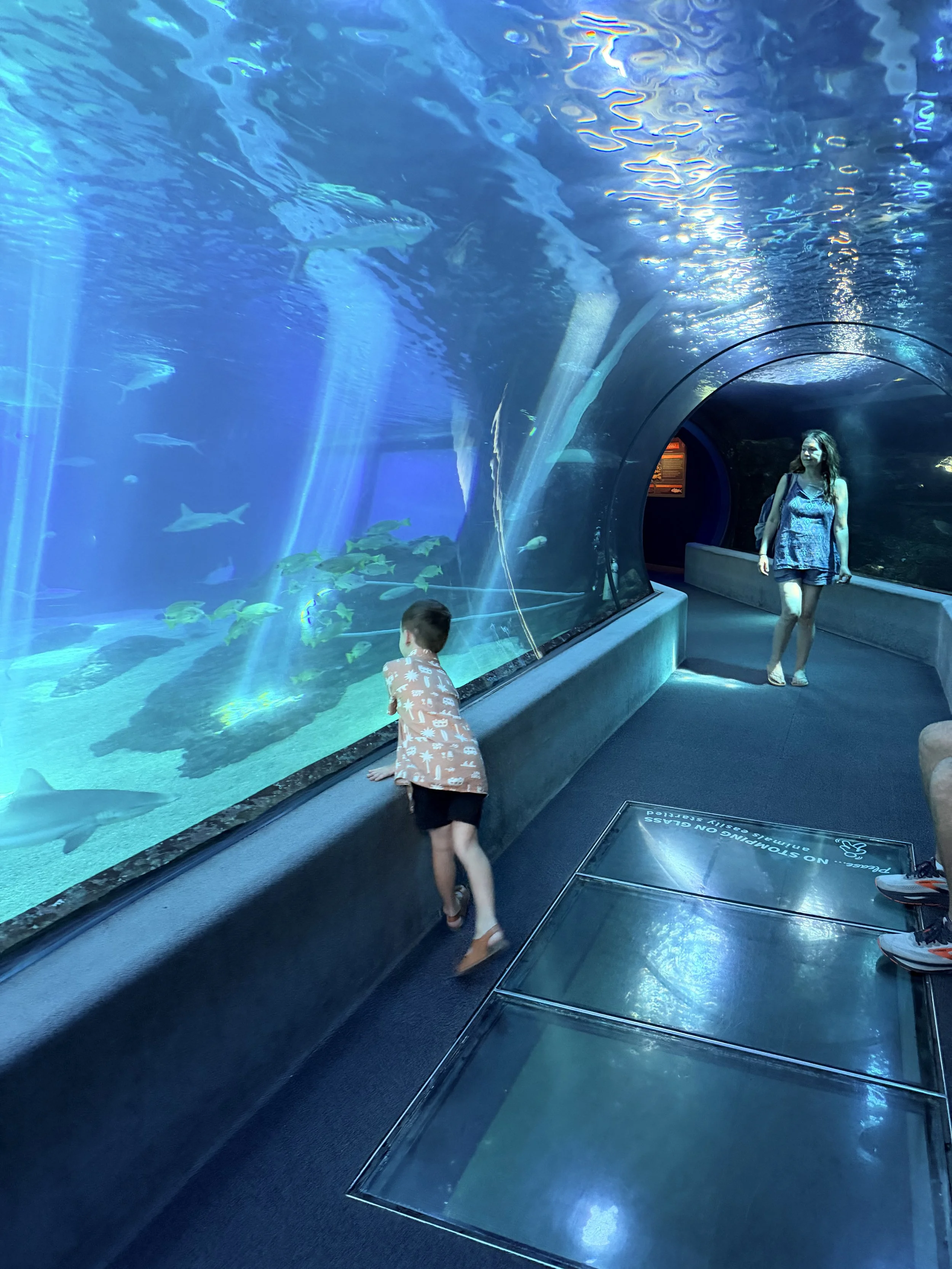 Child in Maui Ocean Center's Shark Tunnel looking at sharks
