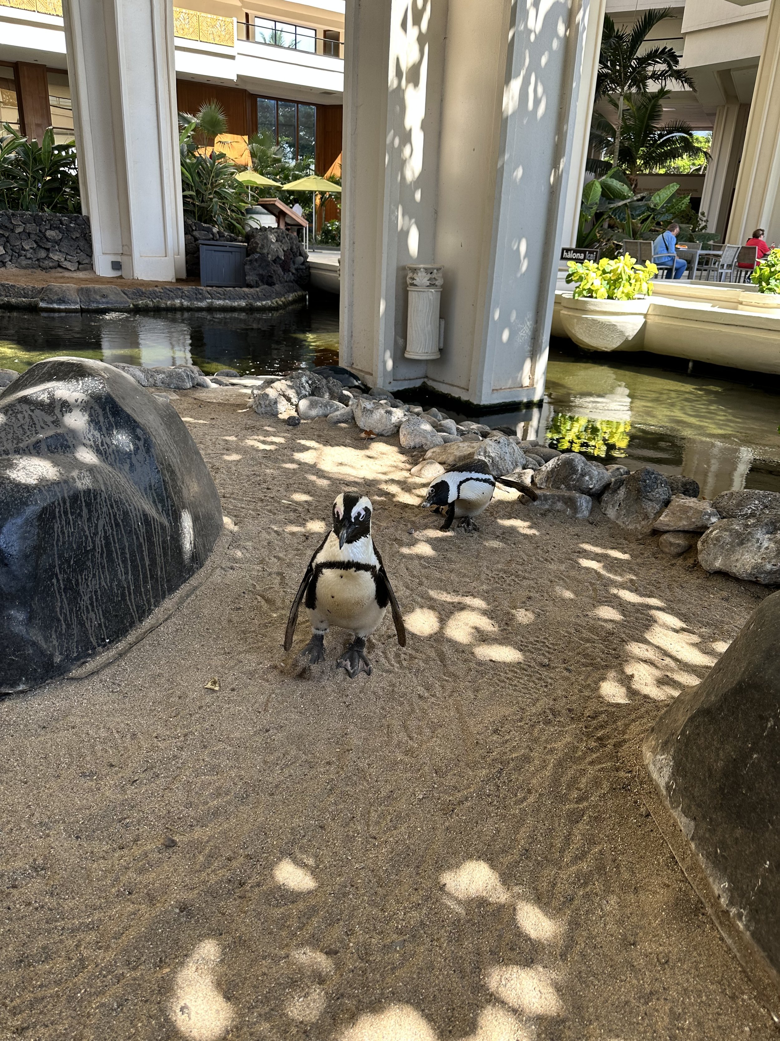 African Black-Footed Penguins at the Hyatt Regency Maui