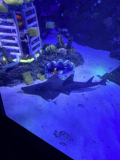 Shark swimming past LEGO underwater scenery on LEGO City Deep Sea Adventure at LEGOLAND California