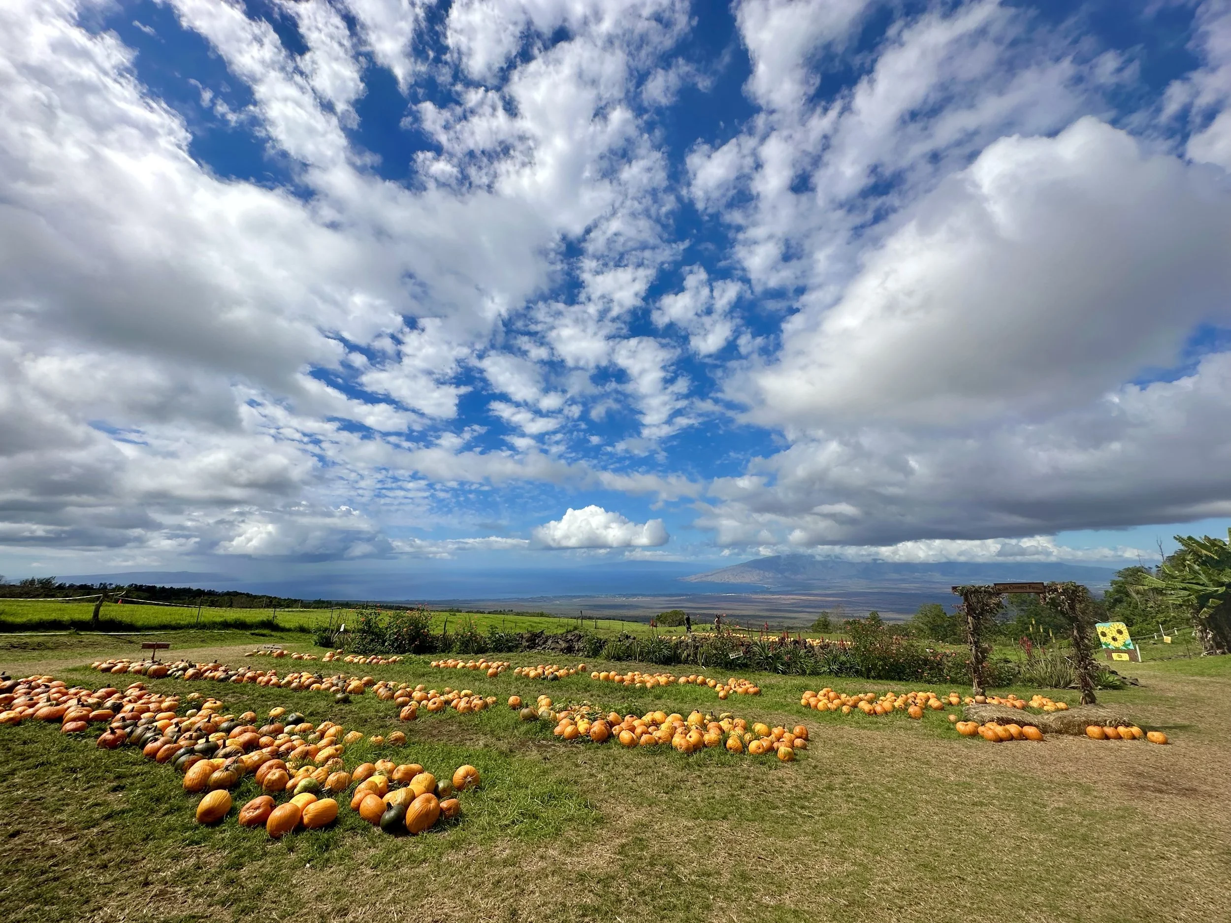 Best time to visit Maui is in October - pumpkin patch views at Kula Farms