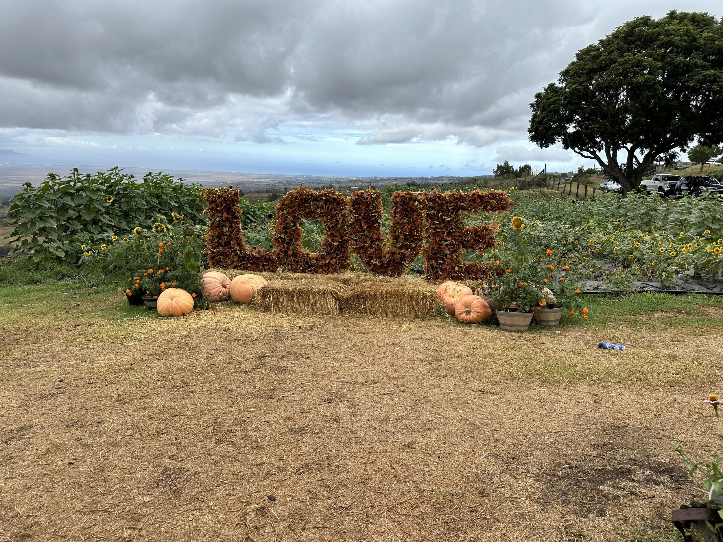 Kula Country farms is the best Pumpkin patch to visit in October in Maui, Hawaii