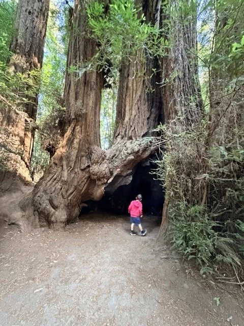 Visiting Santa Cruz's Redwood Trees is a fun activity for kids - Kid entering under redwood tree