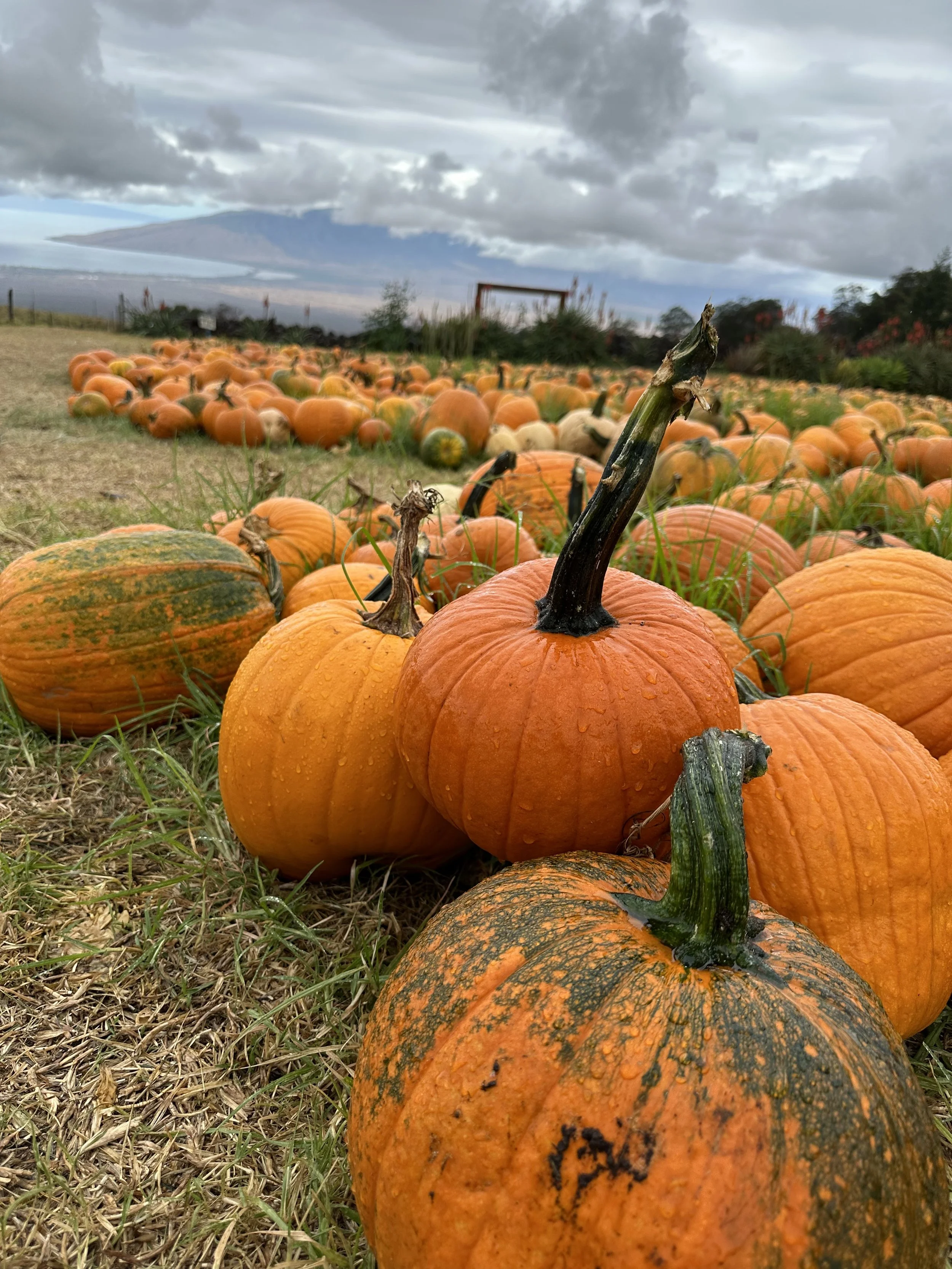 Pumpkins in Maui, October is the best month to visit